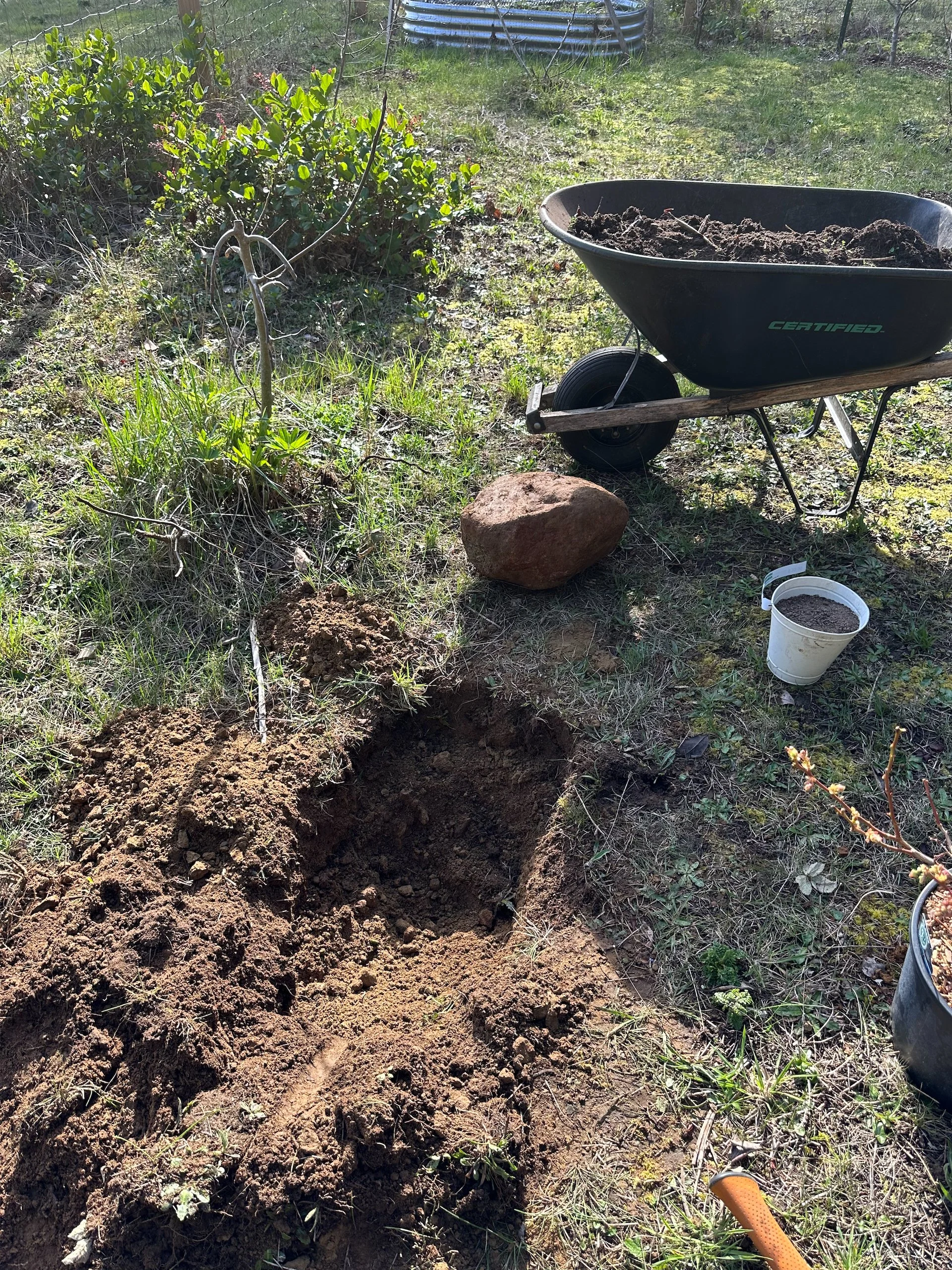  It didn’t start well. I began with the blueberry in the orchard. And immediately hit the monster rock of the day… 