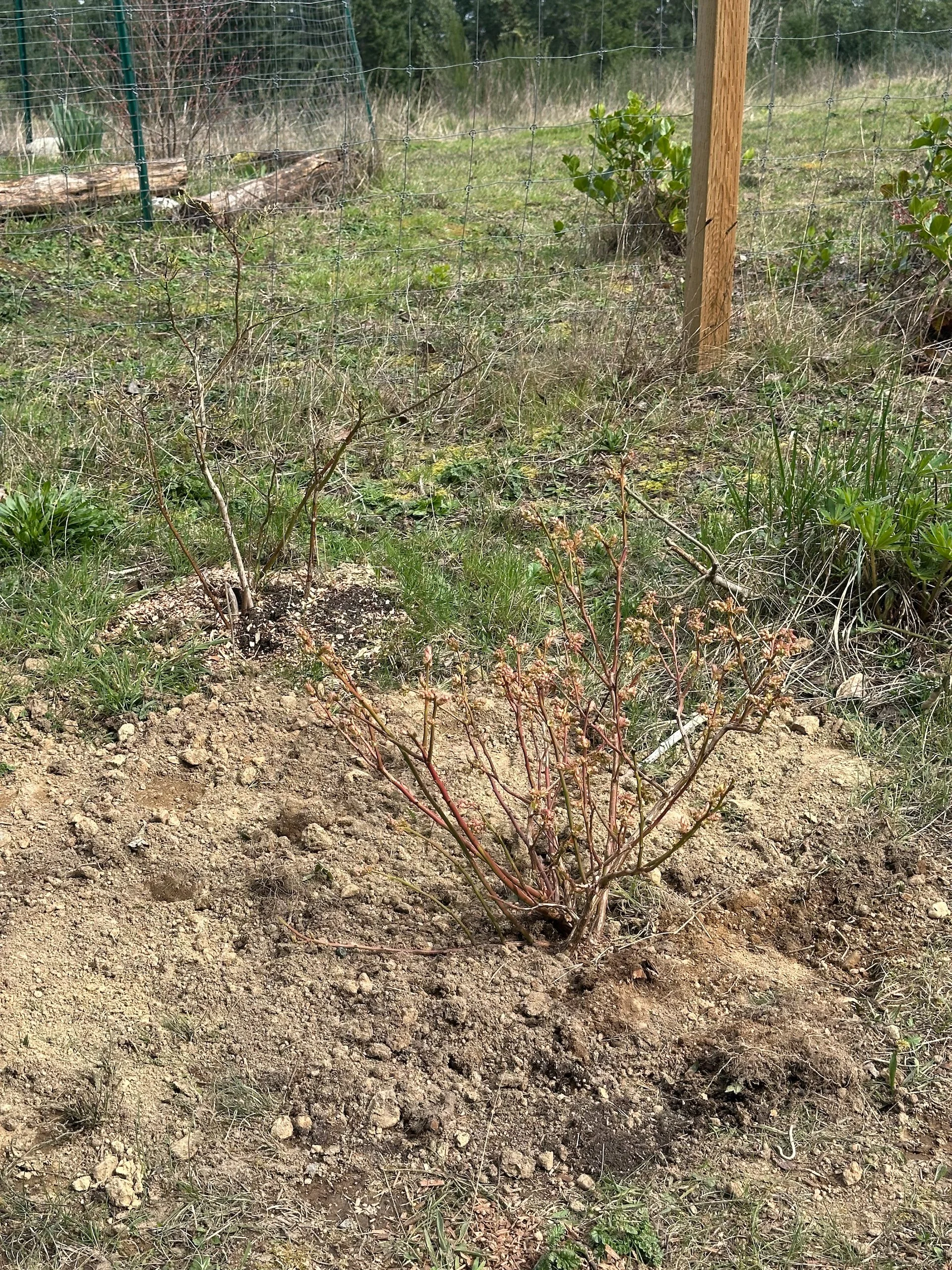  But eventually I got the new blueberry planted! 