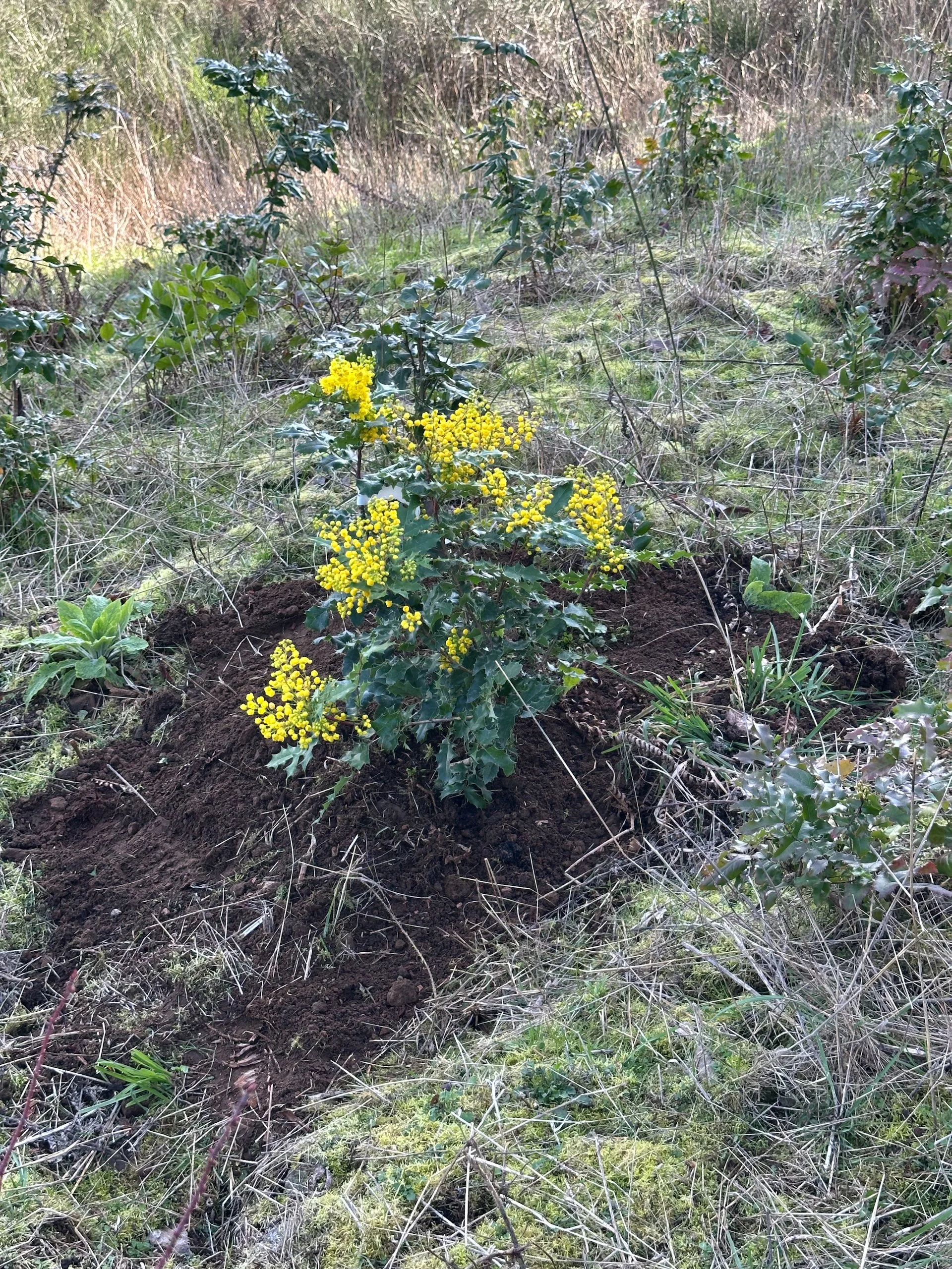  The Oregon grape, in full bloom went into the ground much easier! 