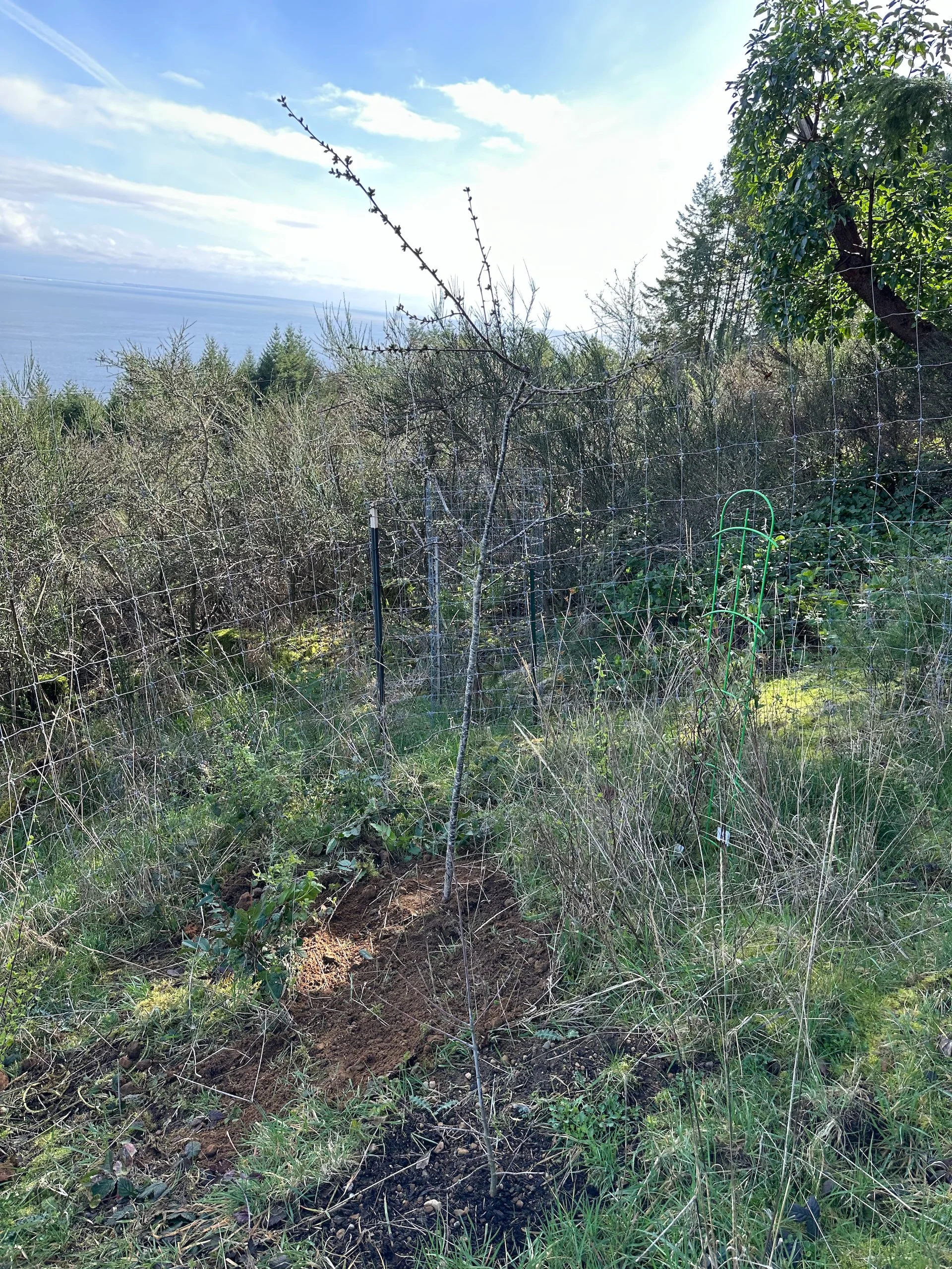  This little cherry was one of our original trees. It never really grew properly, and seemed to have some sort of disease. So I dug it up and moved it to the “slope”. 
