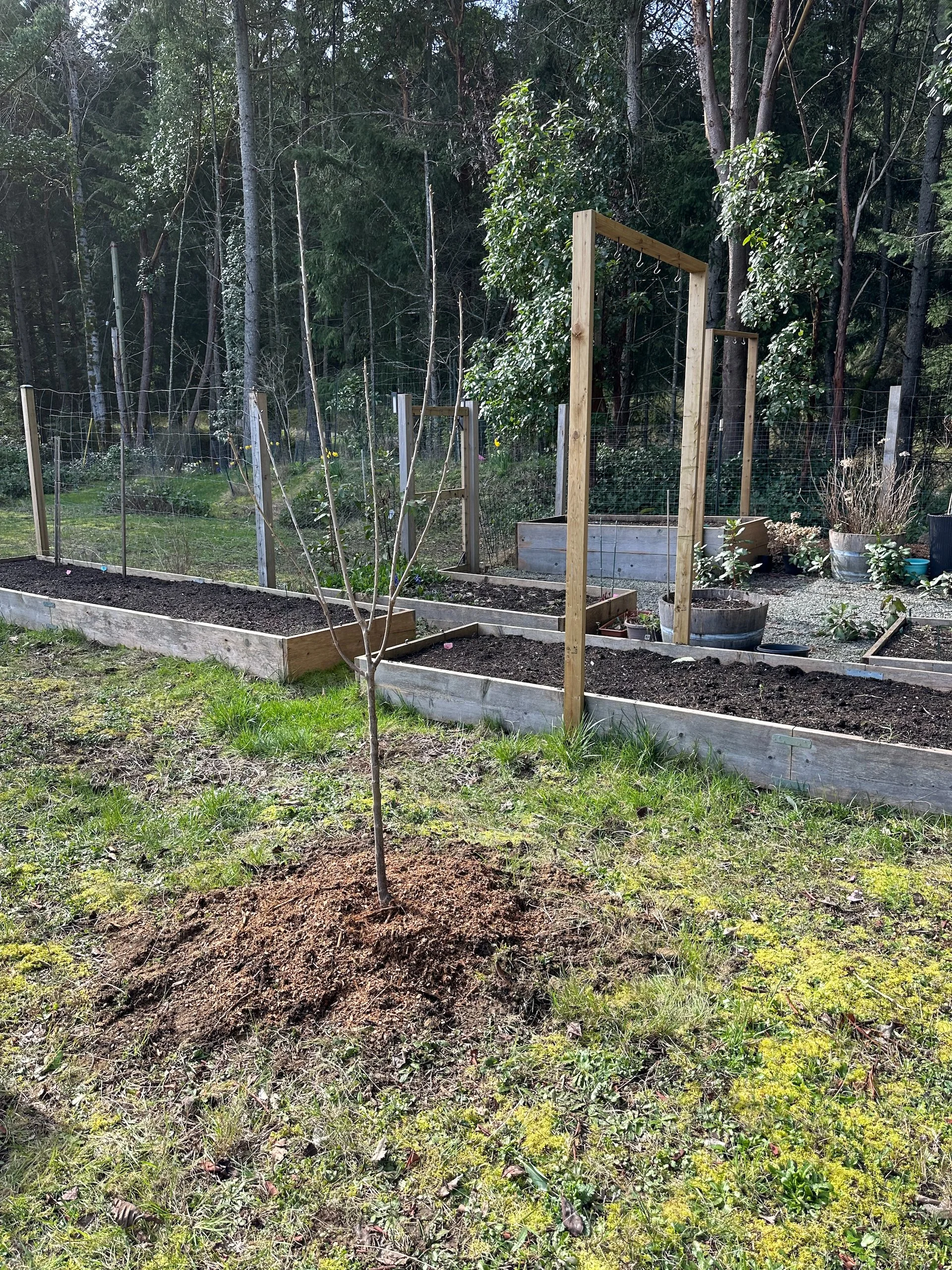  And planted the new Rainier Cherry! This one has good shape and I’m hoping will grow and be healthier.  
