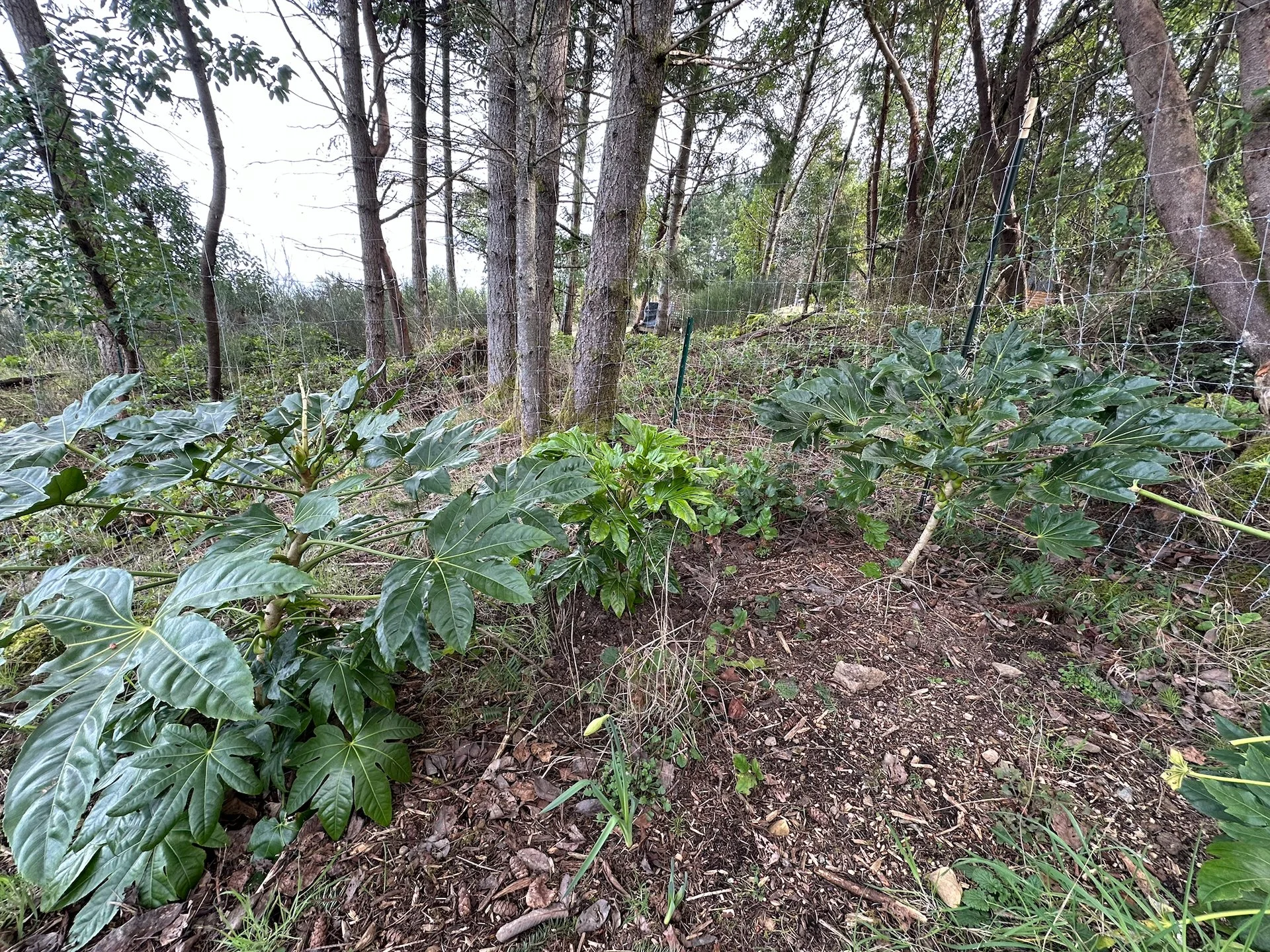  The last one was to add another fatsia to our collection. Fatsia japonica, commonly known as Japanese Aralia, or paperplant, is a popular, low-maintenance evergreen shrub known for its large, glossy, hand-shaped leaves. It is highly valued for addin