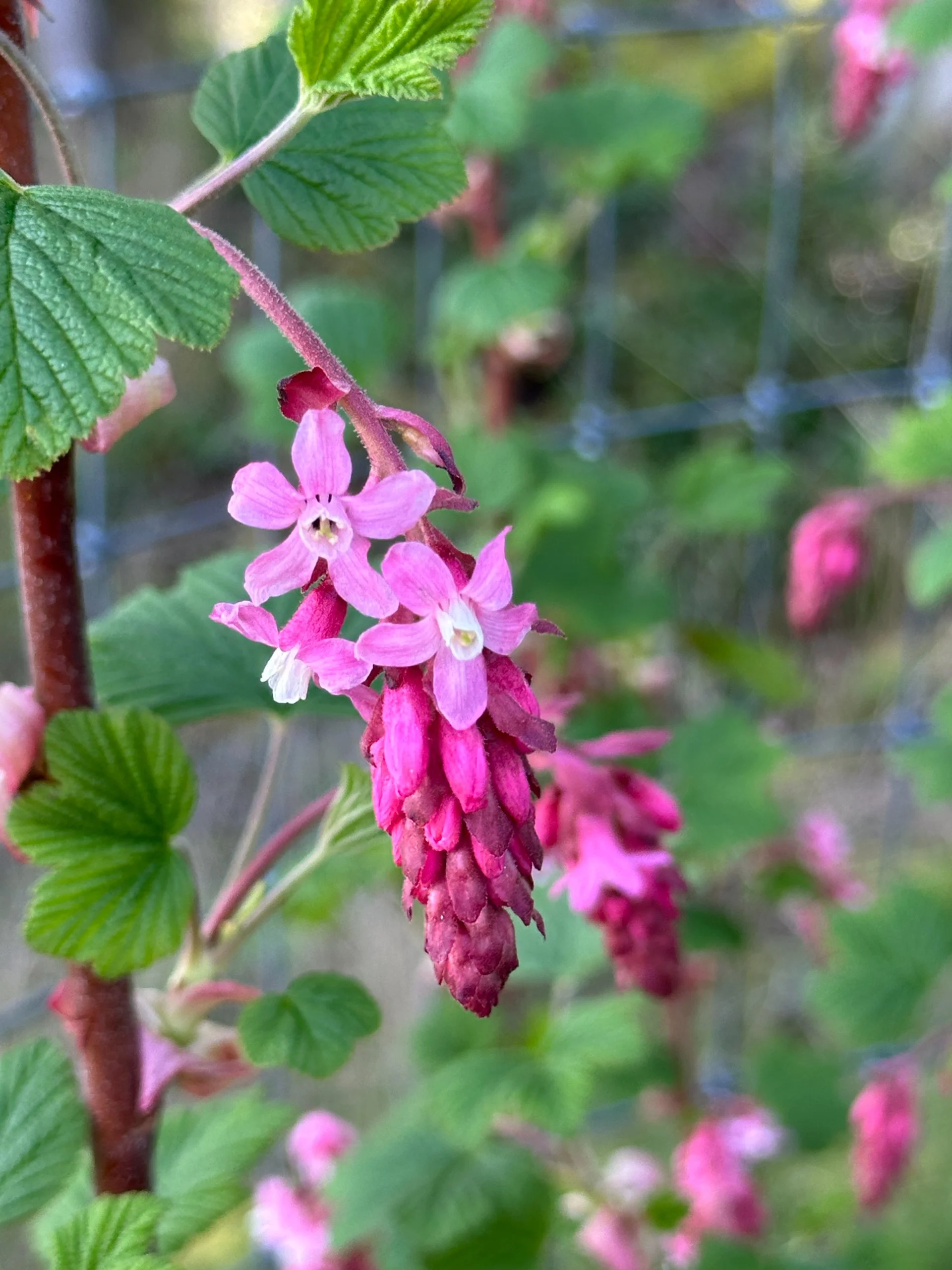  The flowering currants are still going strong. 