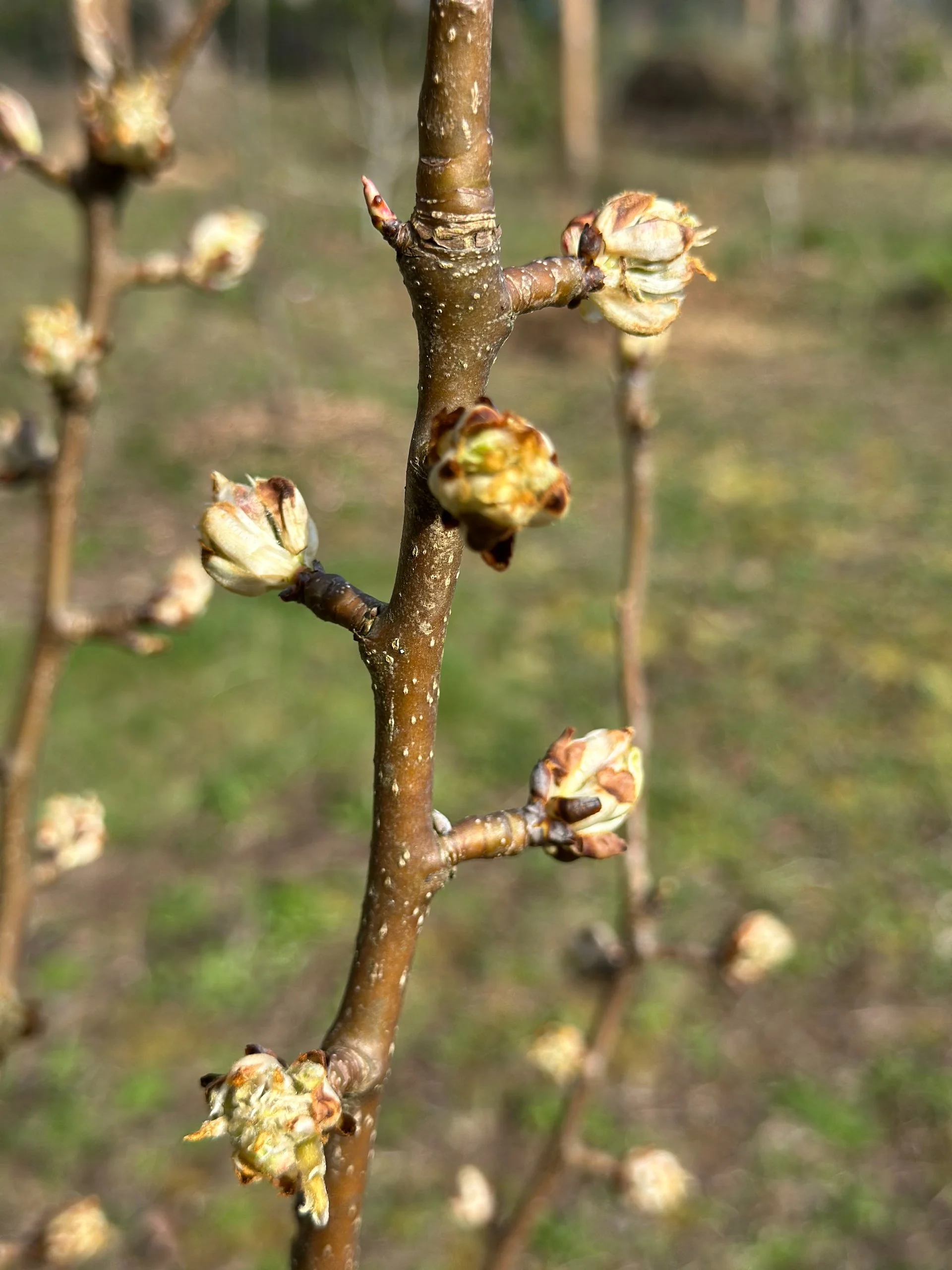  The blossoms on the pear trees are huge! 