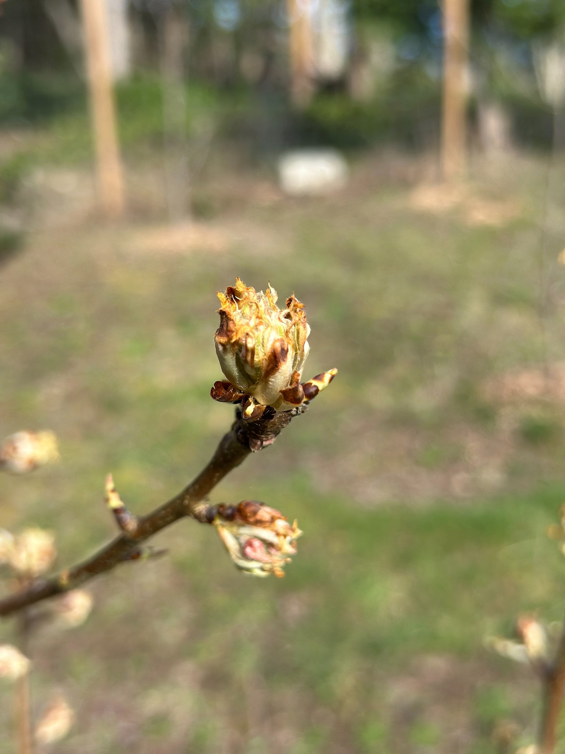  I’m hoping this bodes well for another good harvest.  