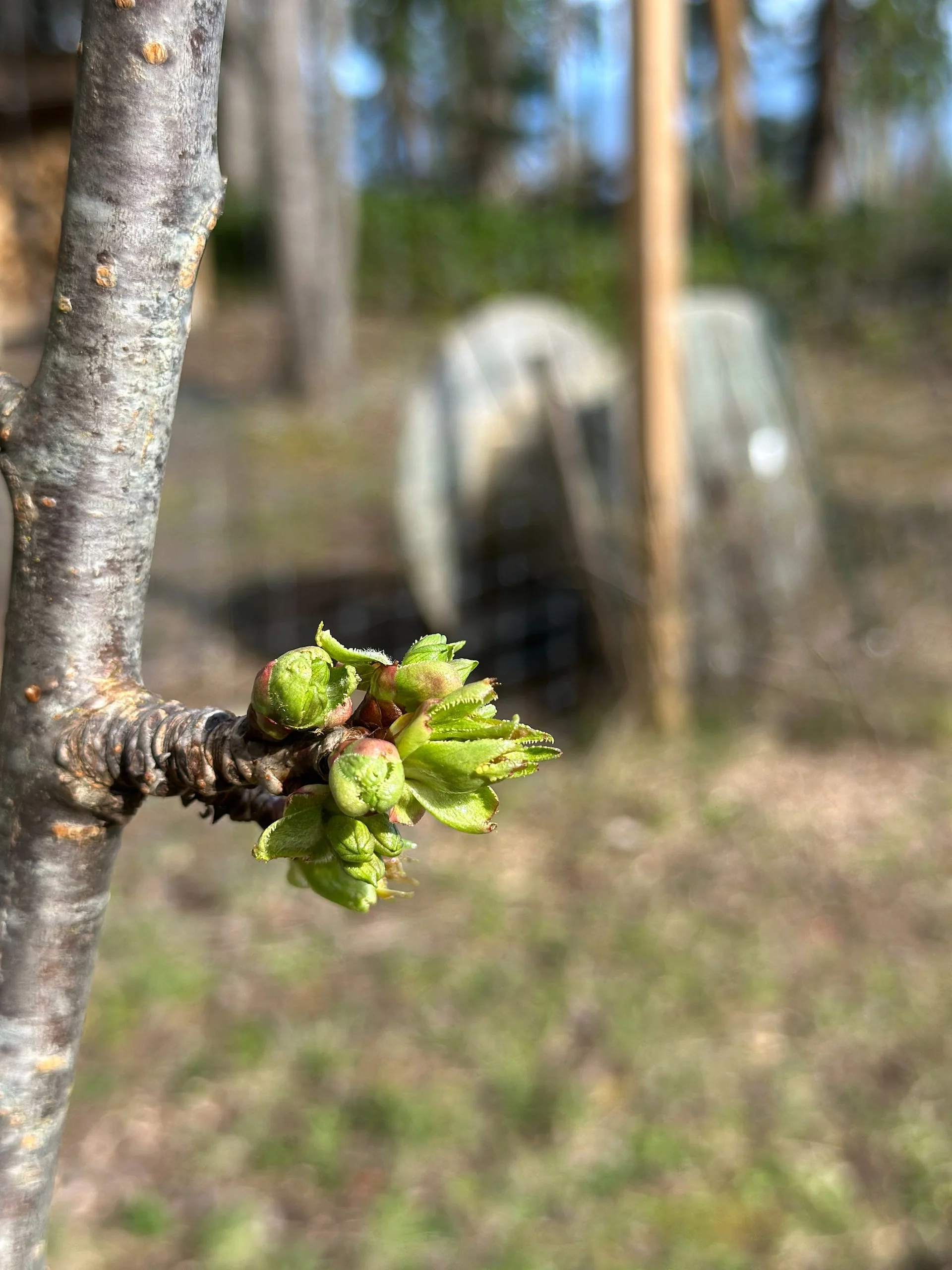  The cherries are about to pop. 