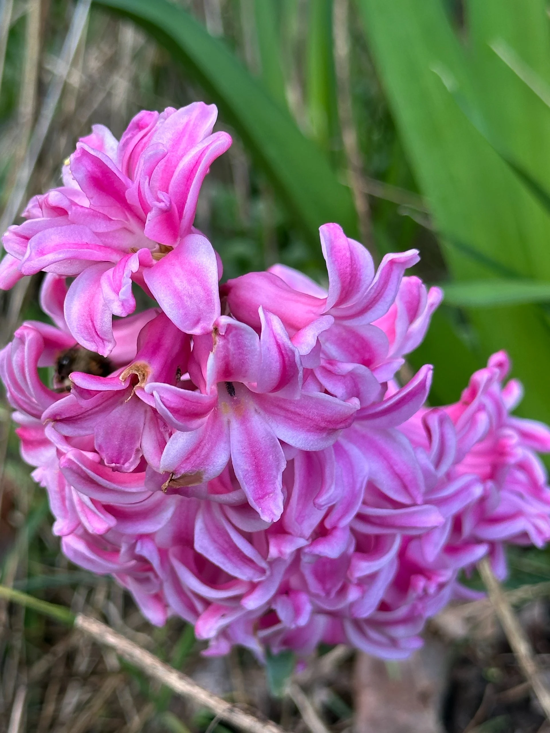  The hyacinths have held out better than I expected.  