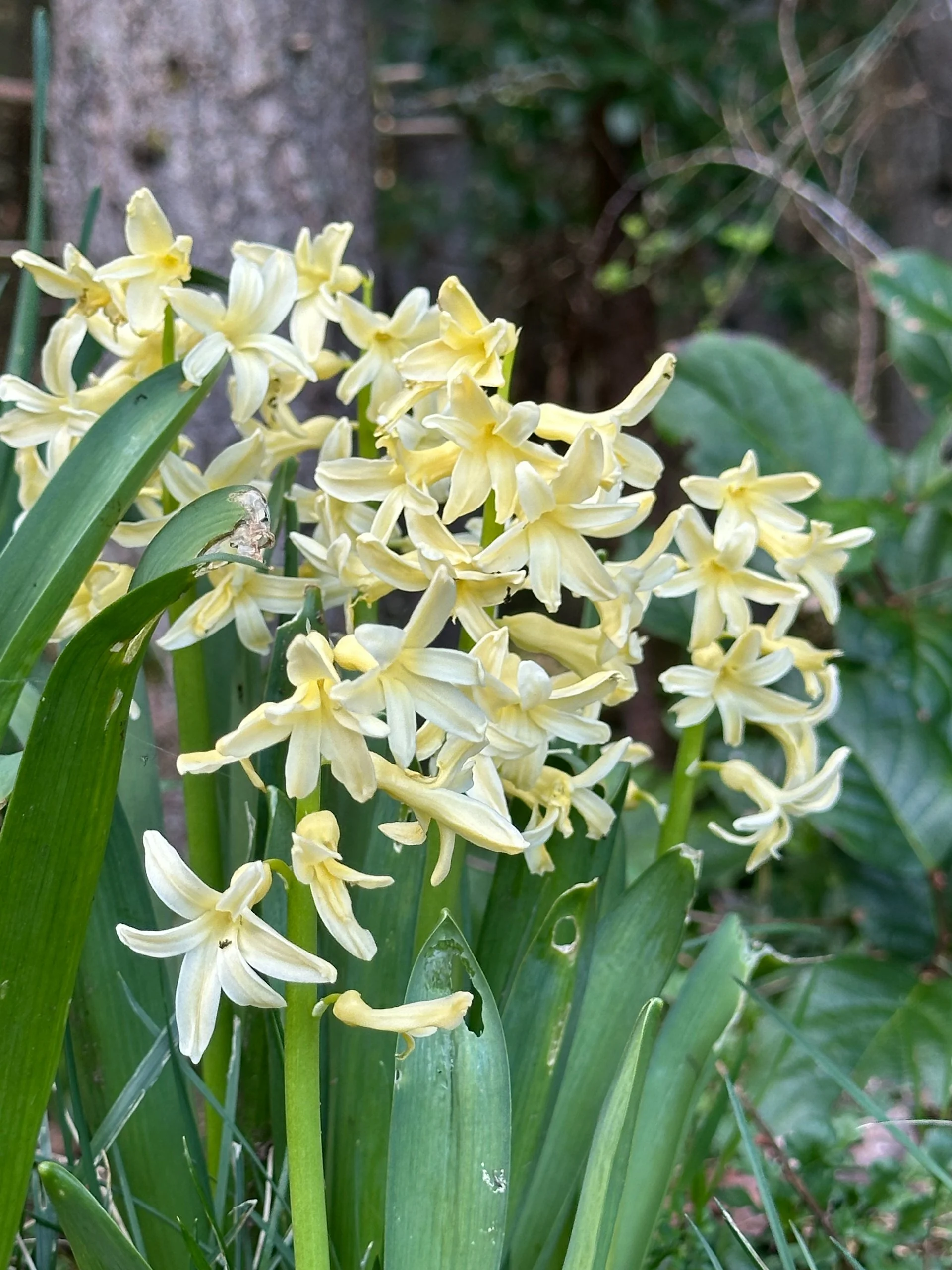 Galiano Golf Spring Work Party - 29.jpeg
