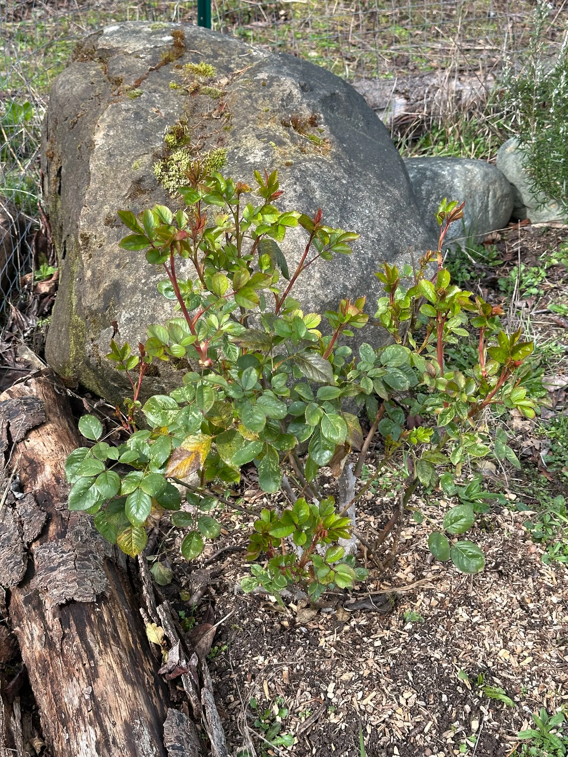 Justine’s rose, which we planted towards the end of the season last year seems happy and has lots of new growth. 