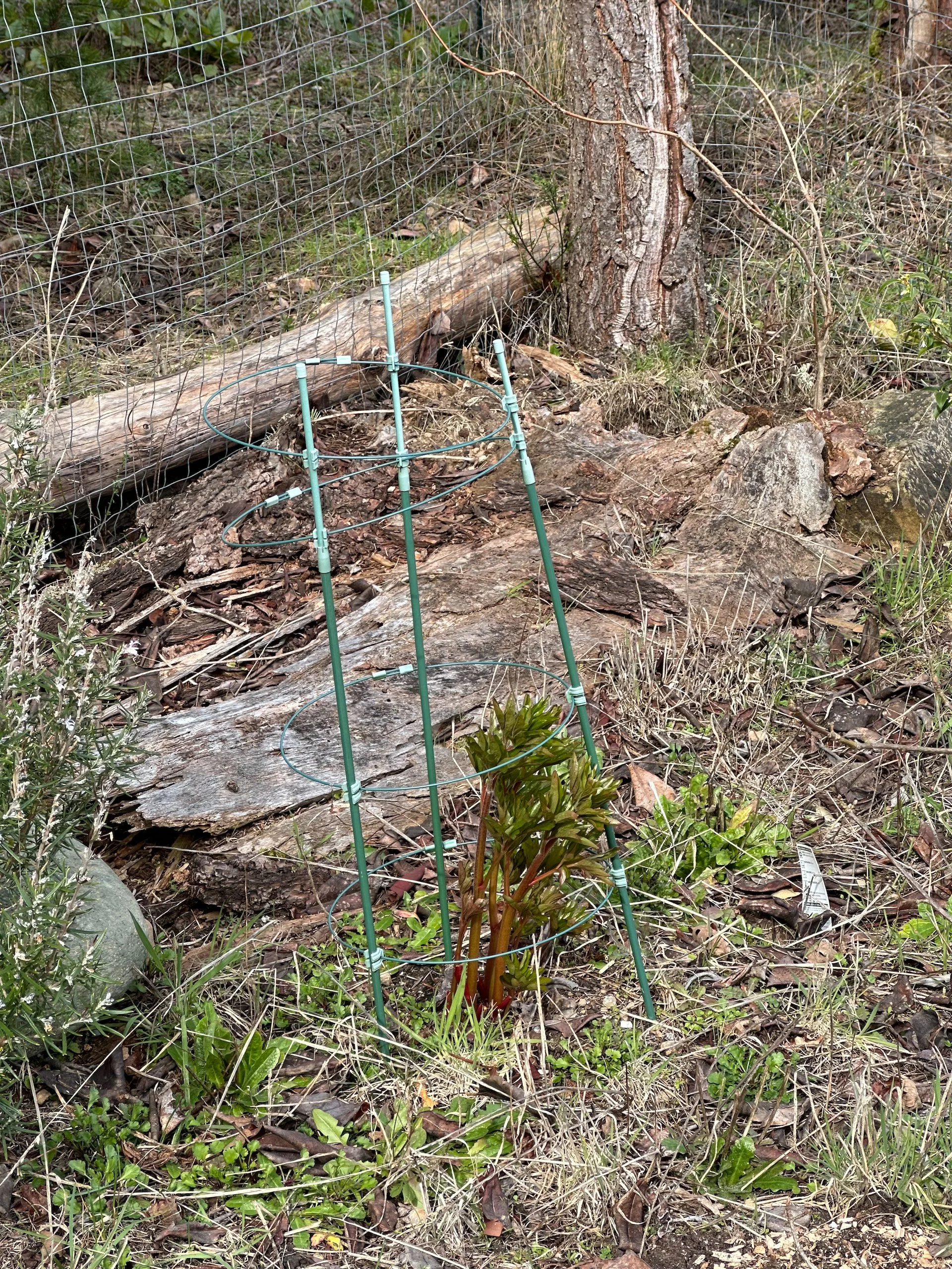  The peonies are growing fast! 