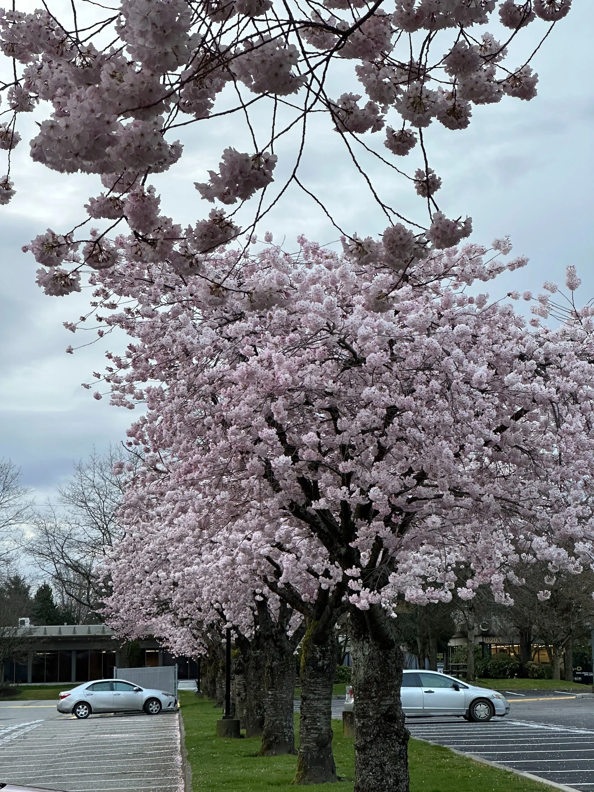 Galiano Golf Spring Work Party - 37.jpeg
