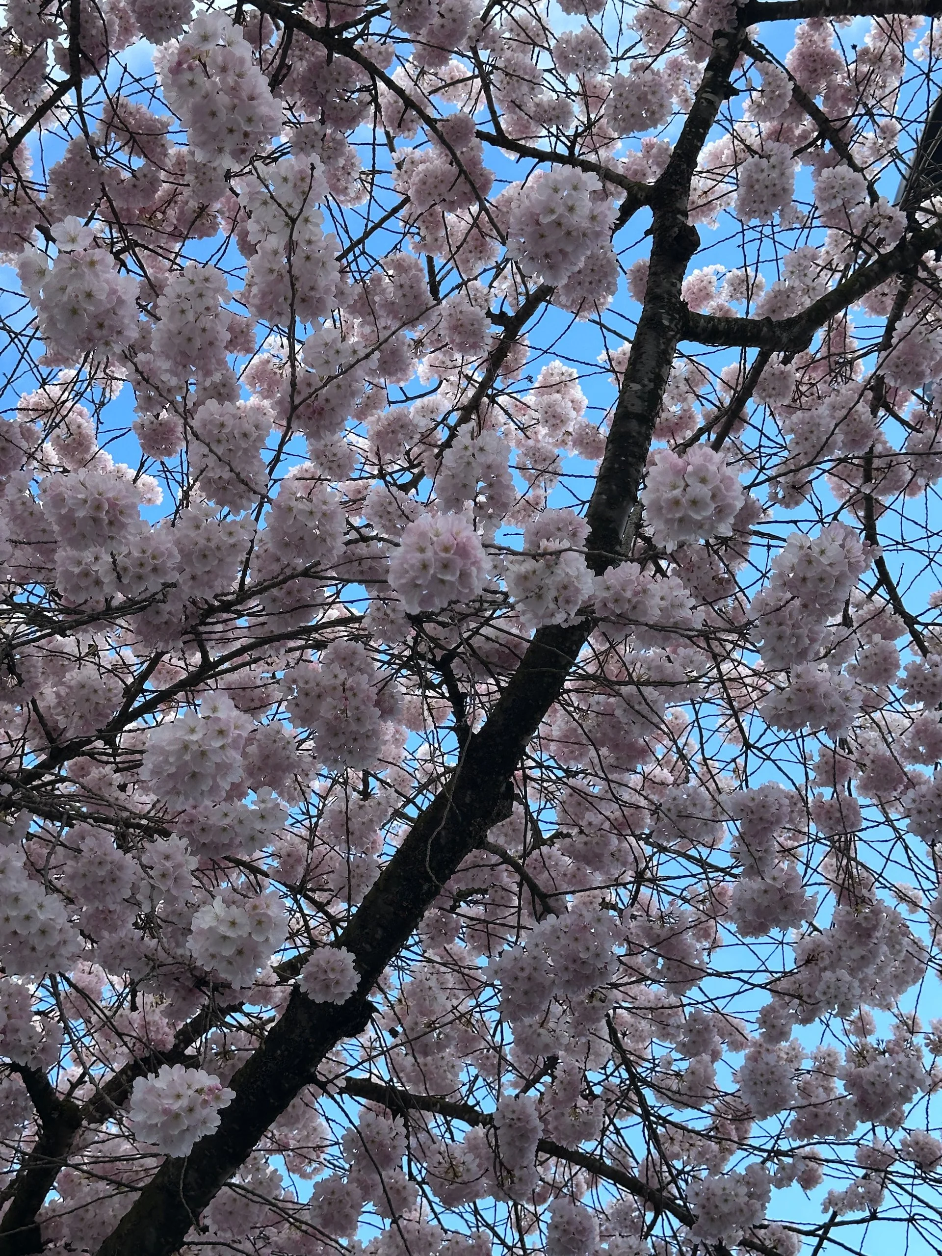 Galiano Golf Spring Work Party - 39.jpeg