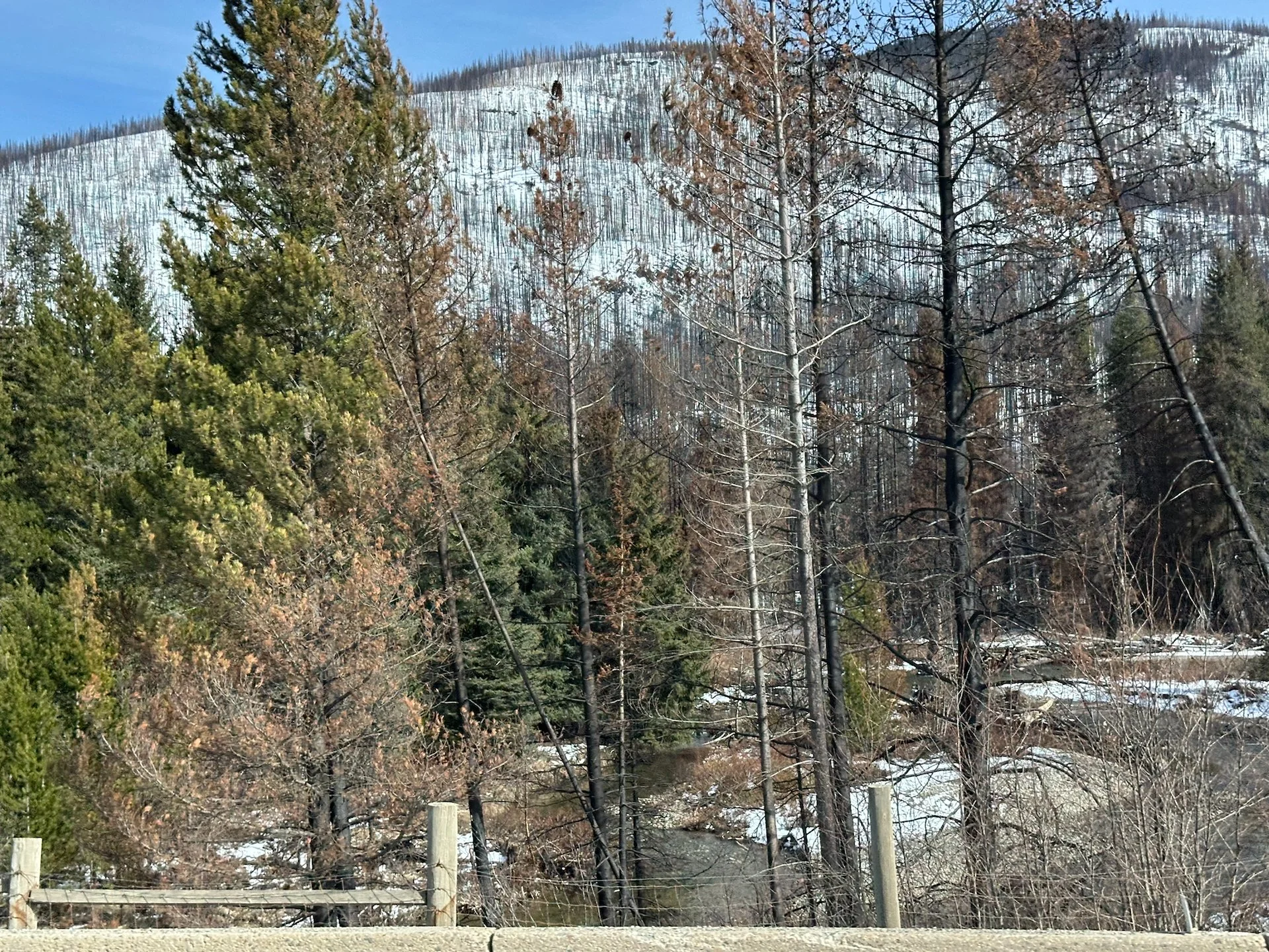  It’s interesting how some trees burn and others do not. 