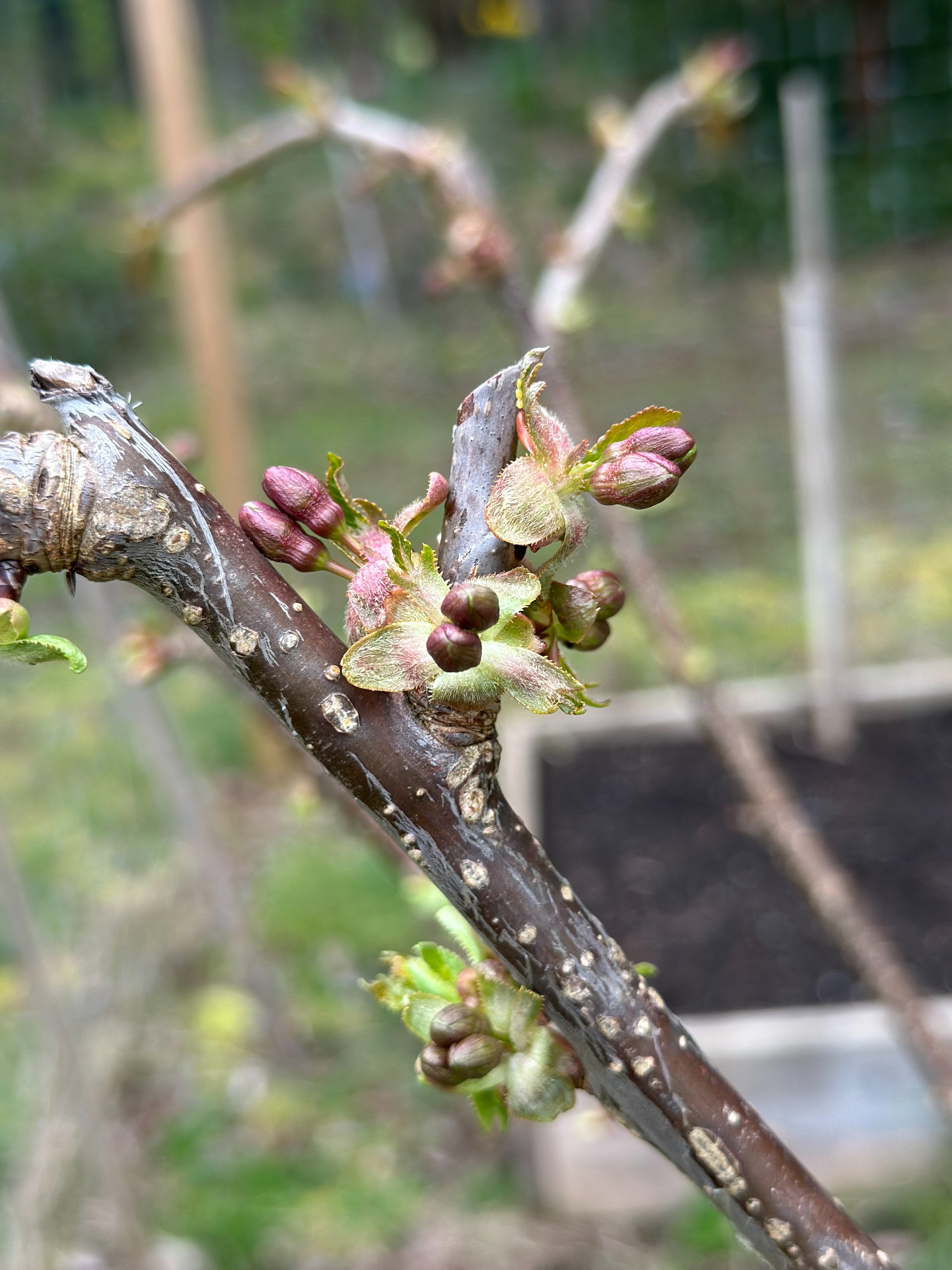  We’re going to have blossoms on the cherries soon! 