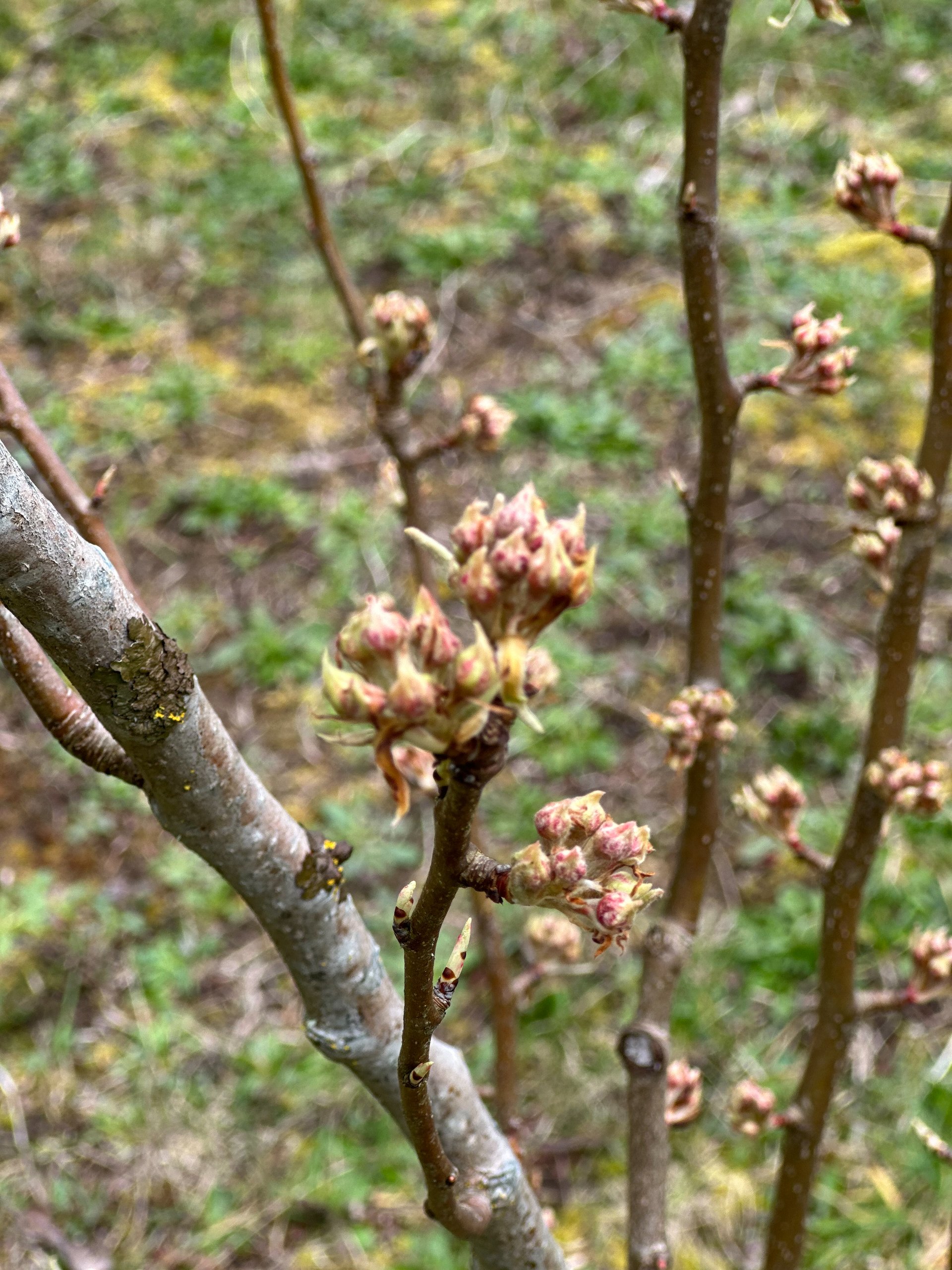 The pears are also close to bursting out. 