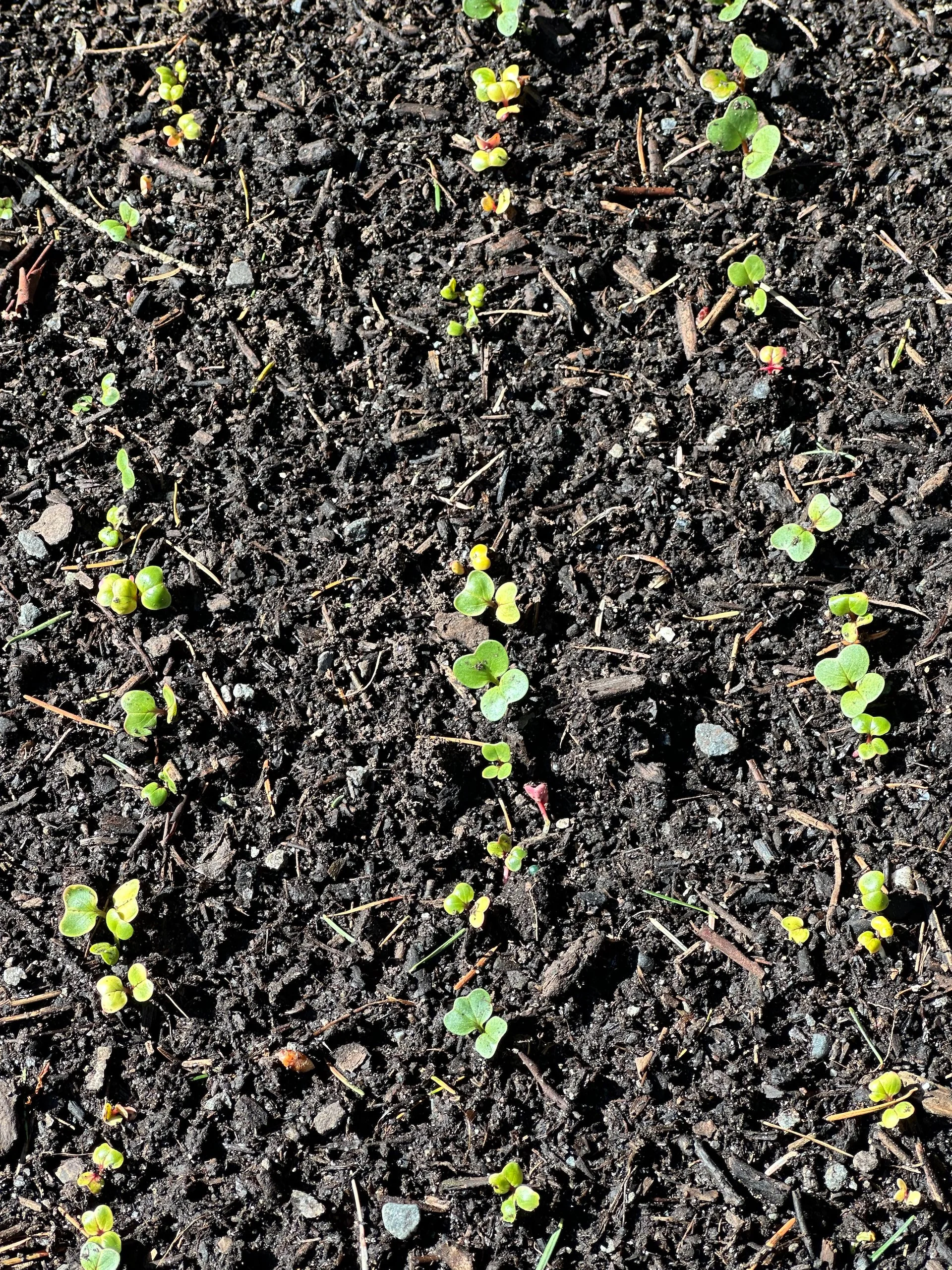  Little radish sprouts. 