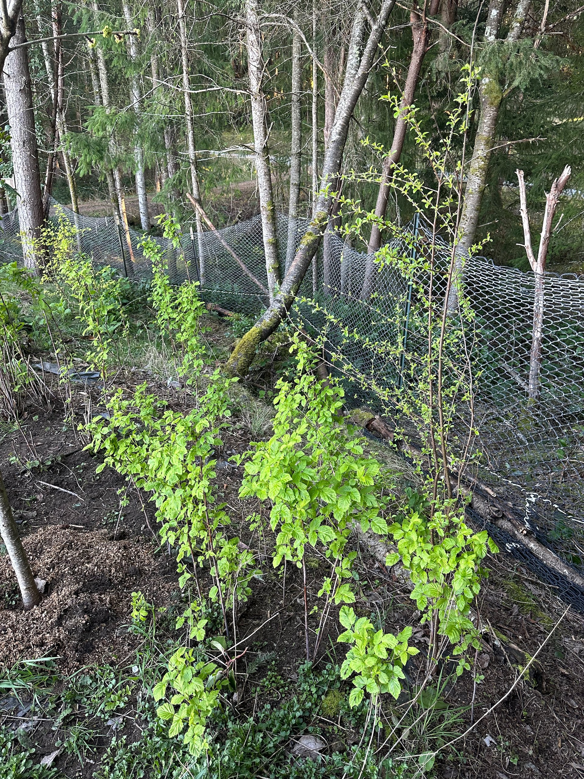  The raspberries are in full leaf. 