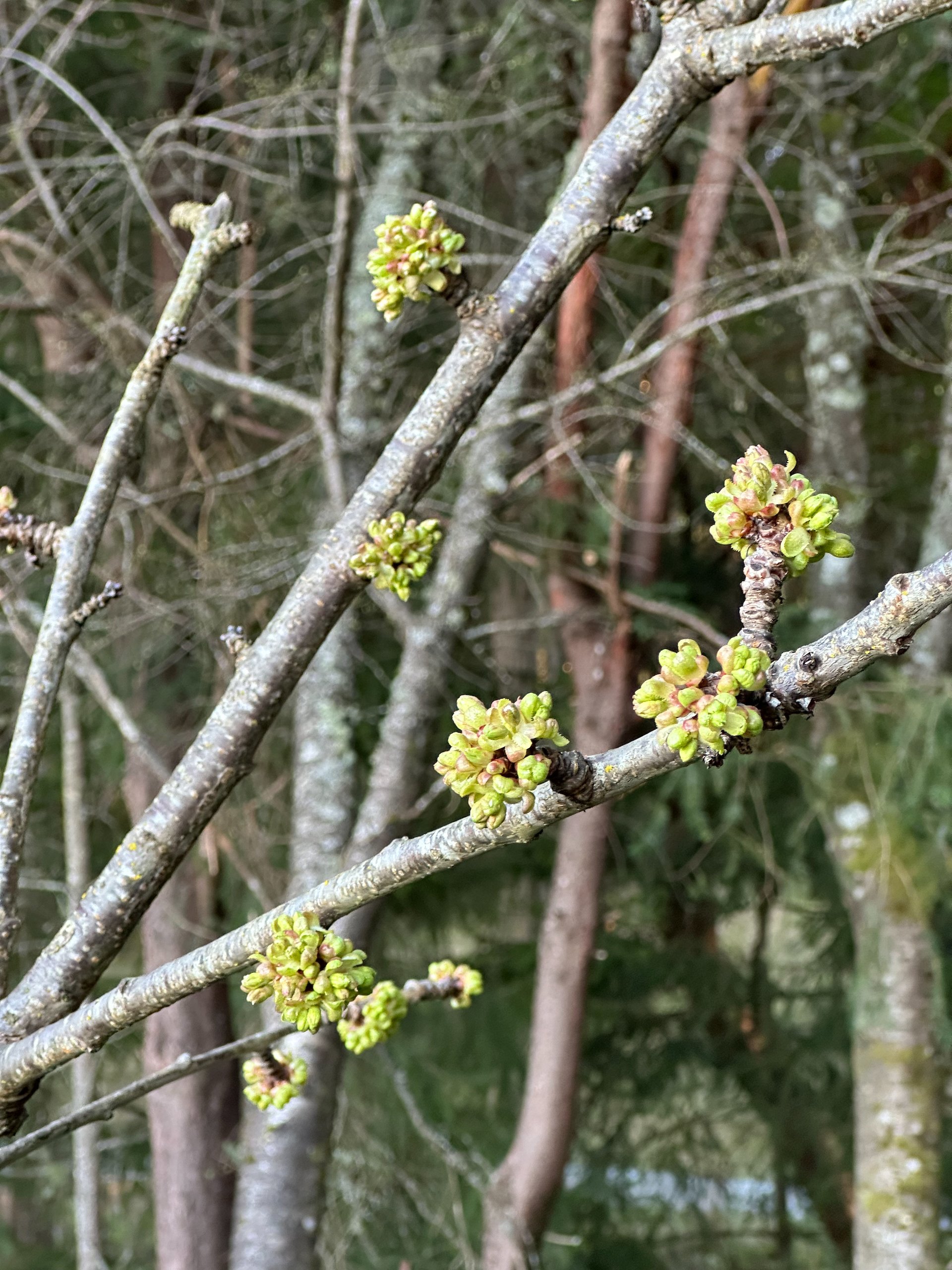  More cherry blossoms. 