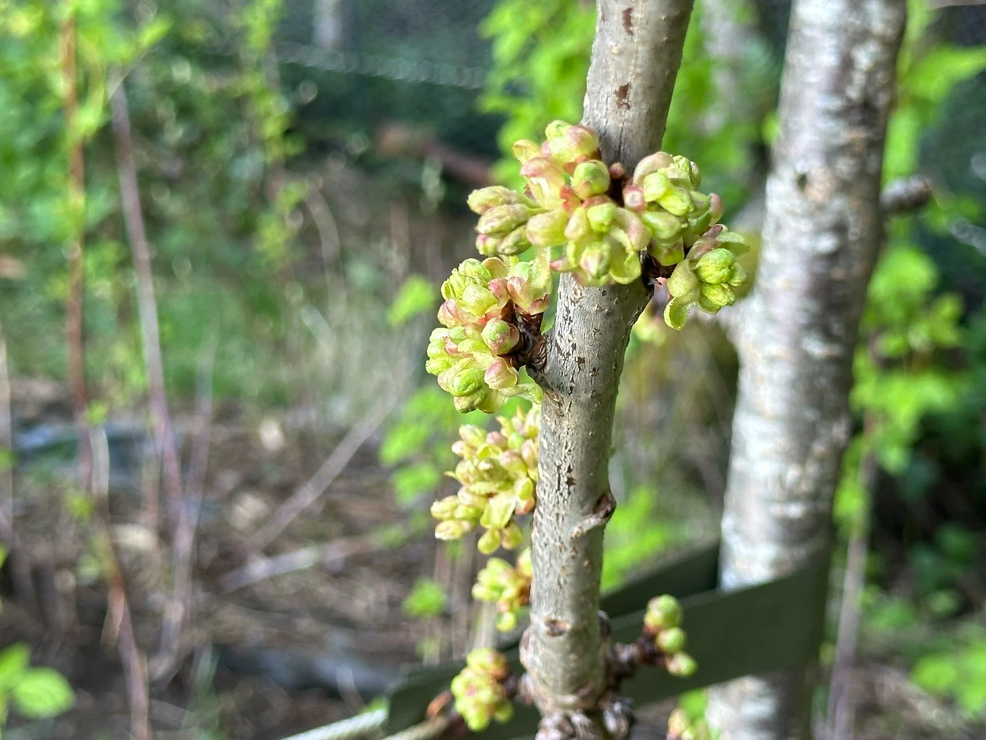 2026-04 Galiano - Mound Fencing - 36.jpeg