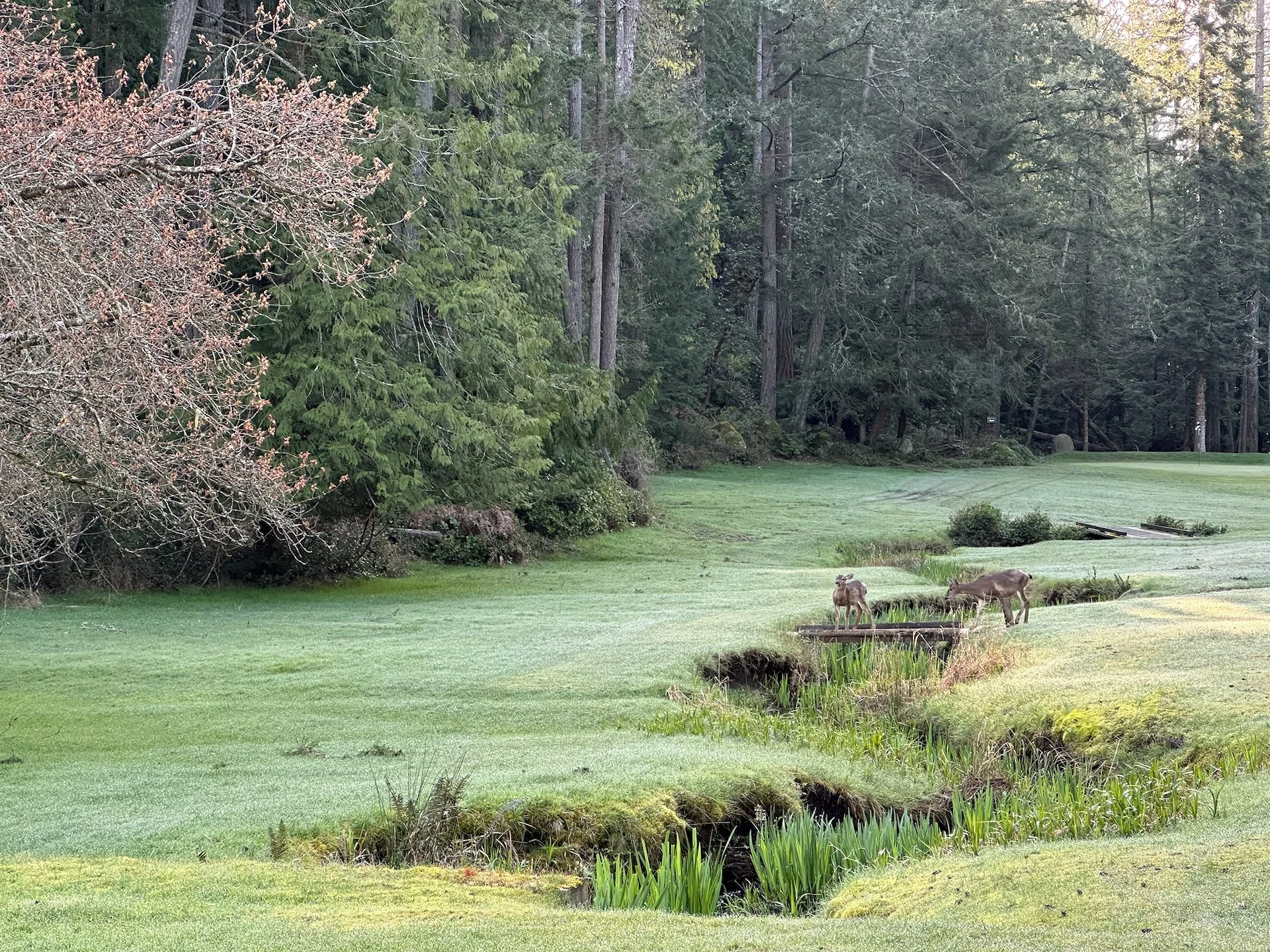  I had some furry friends keeping me company this morning.  