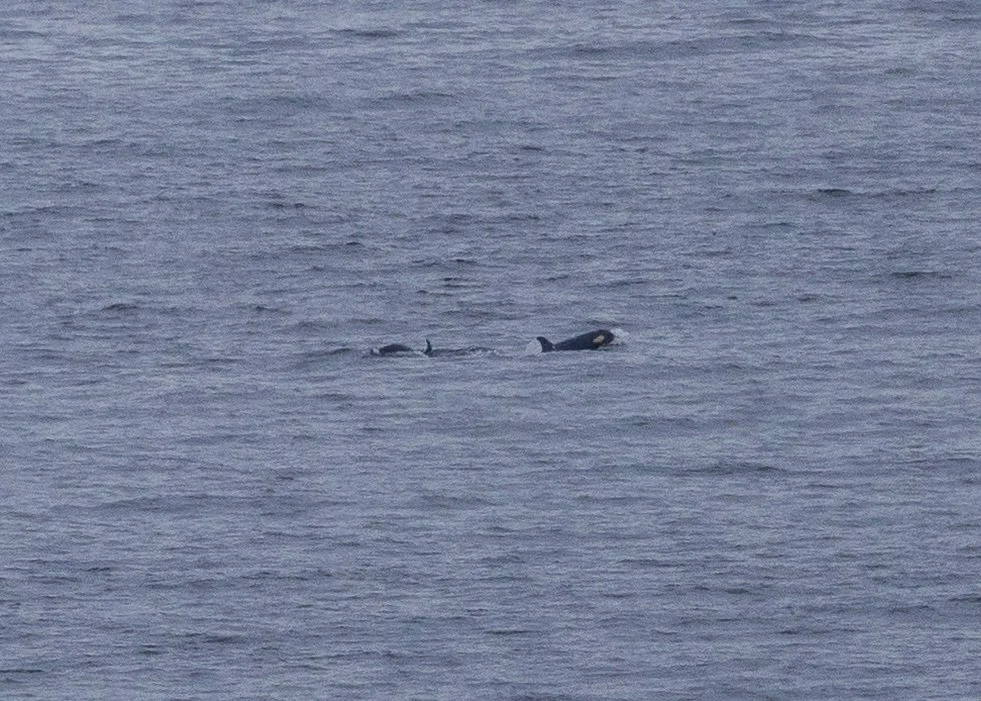 2026-04 Galiano Orcas - 1.jpeg