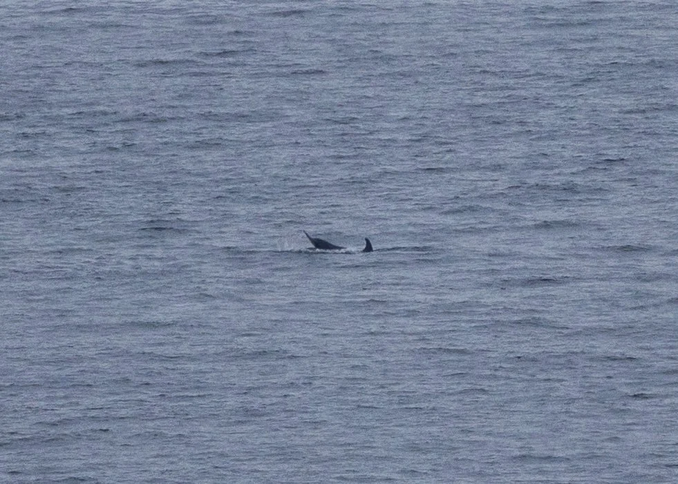 2026-04 Galiano Orcas - 2.jpeg