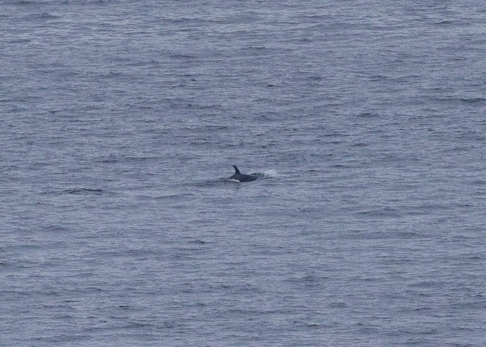 2026-04 Galiano Orcas - 4.jpeg