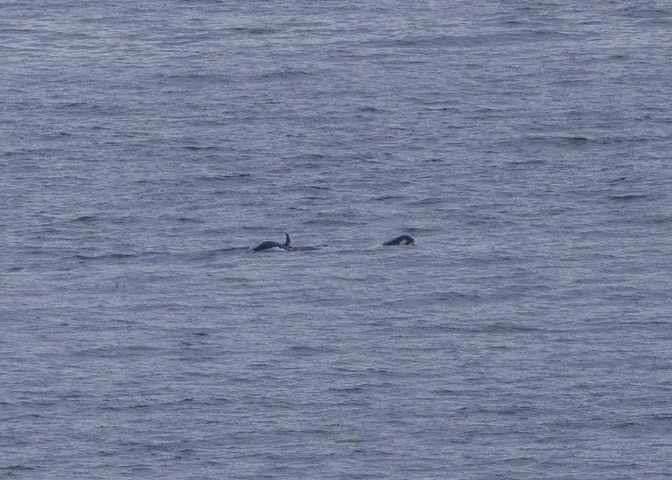 2026-04 Galiano Orcas - 5.jpeg