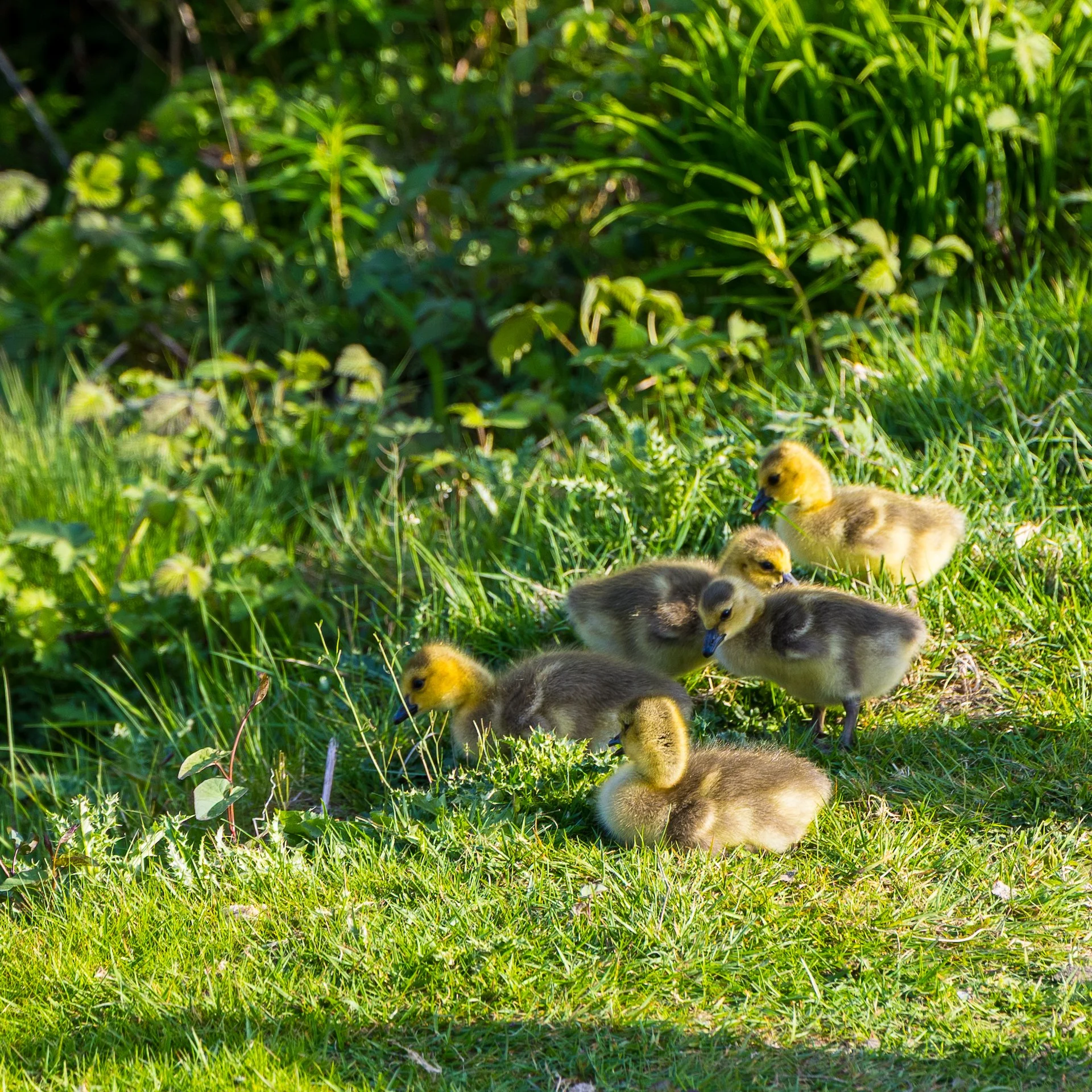  It is the season for baby geese! 