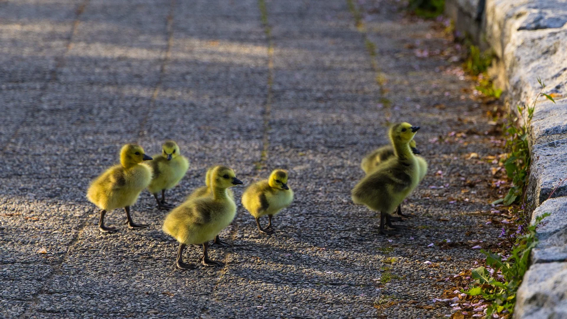  These little fuzzballs seemed to want to get to the water, but couldn’t figure out how to get over the stones. 