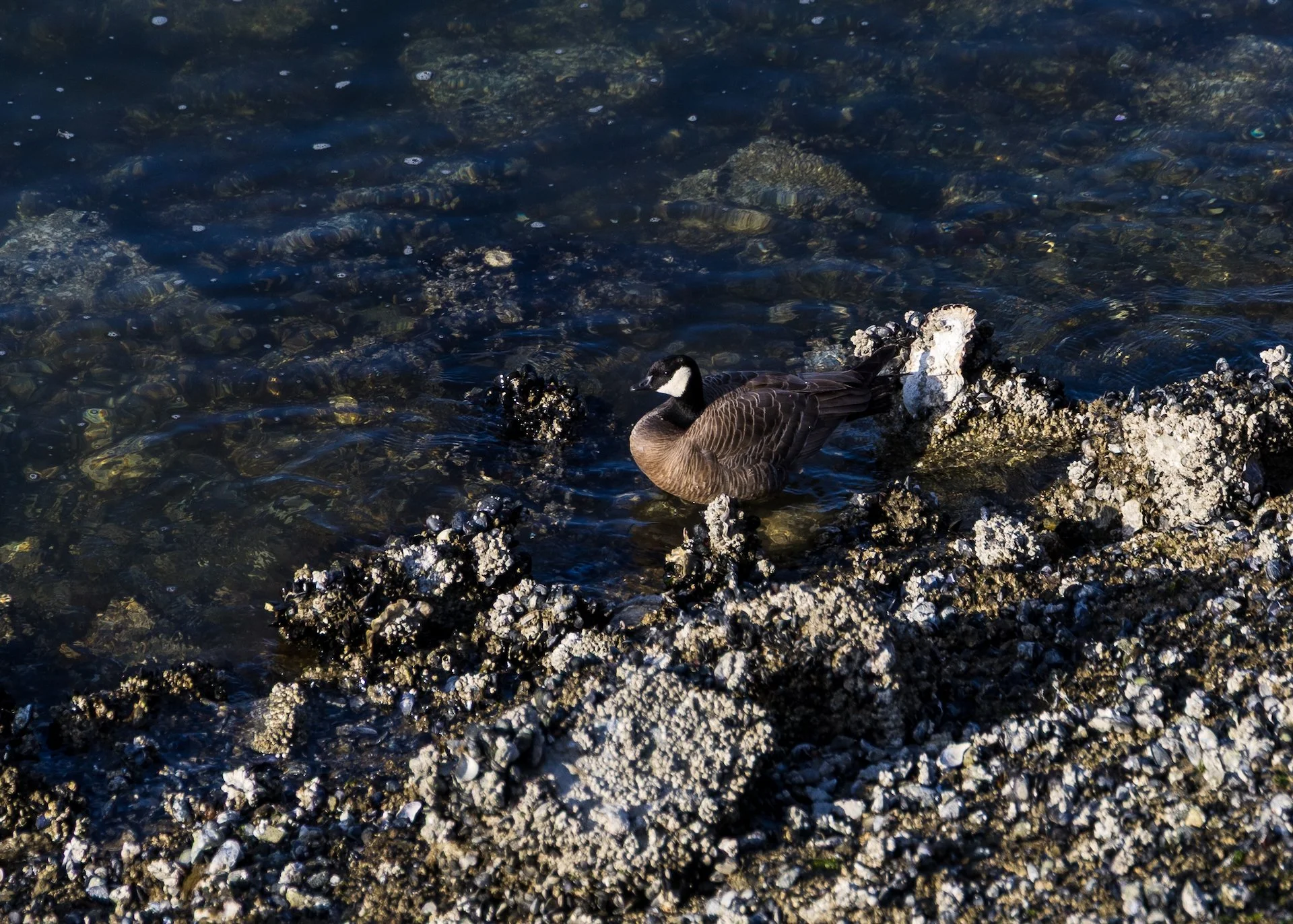 Justine had a keen eye and noticed this cackling goose down by the water. 