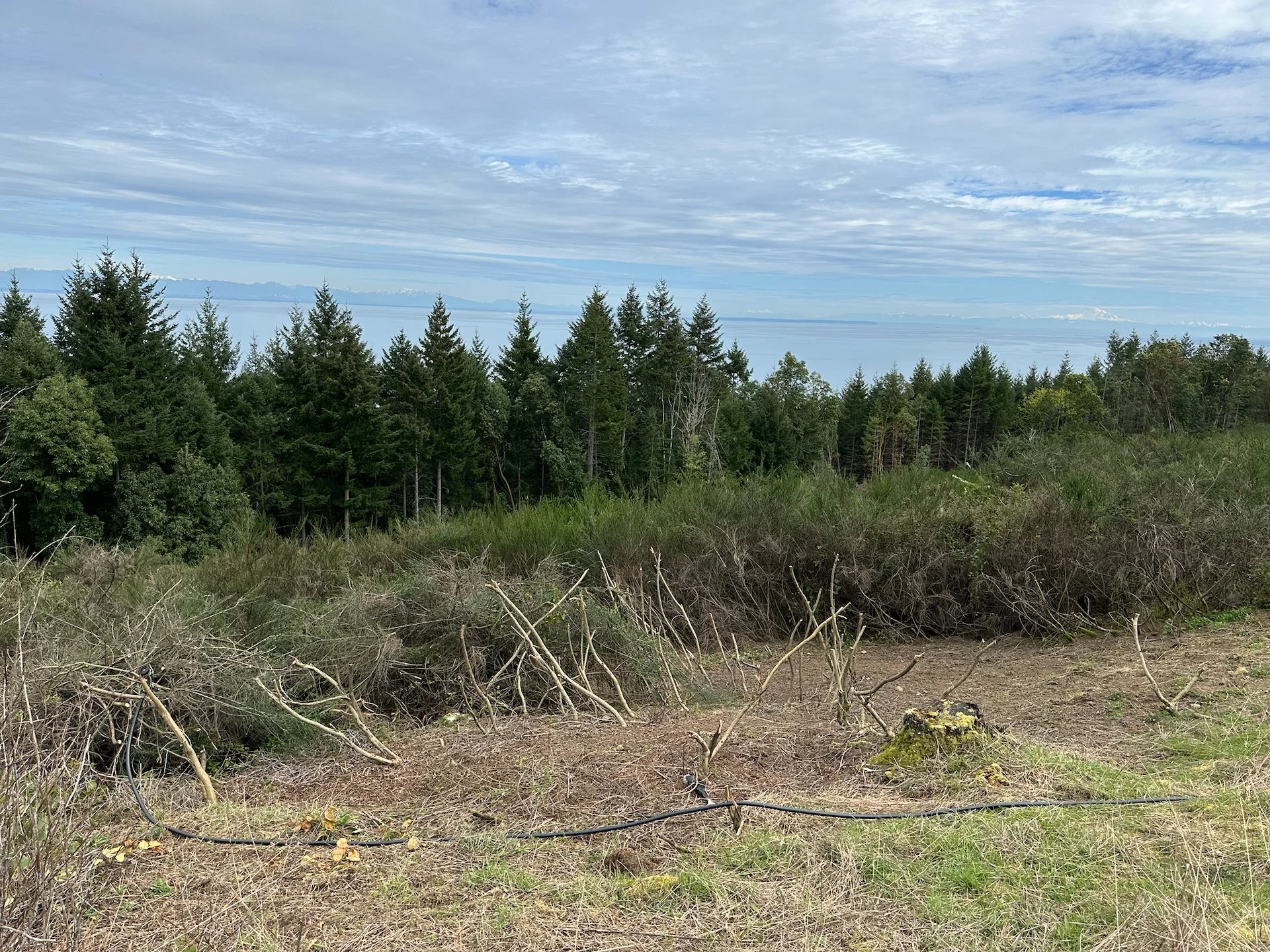  This was the area we had cleared out. What we discovered was, rather than fighting with the big stalks, you just cut all the branches off. Next year after the roots die, you can just pull the stalks from the ground. 