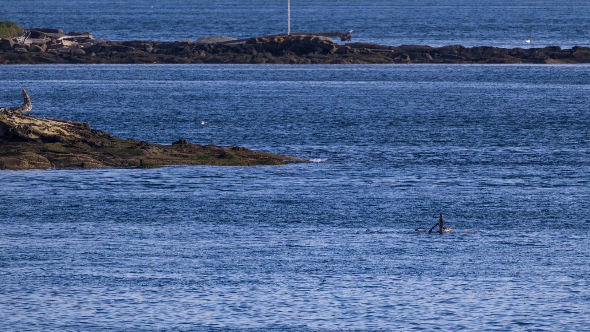  Arriving at Bellhouse, the first thing we noticed was not birds, but some sea lions rafting just off shore. It was a good start. 