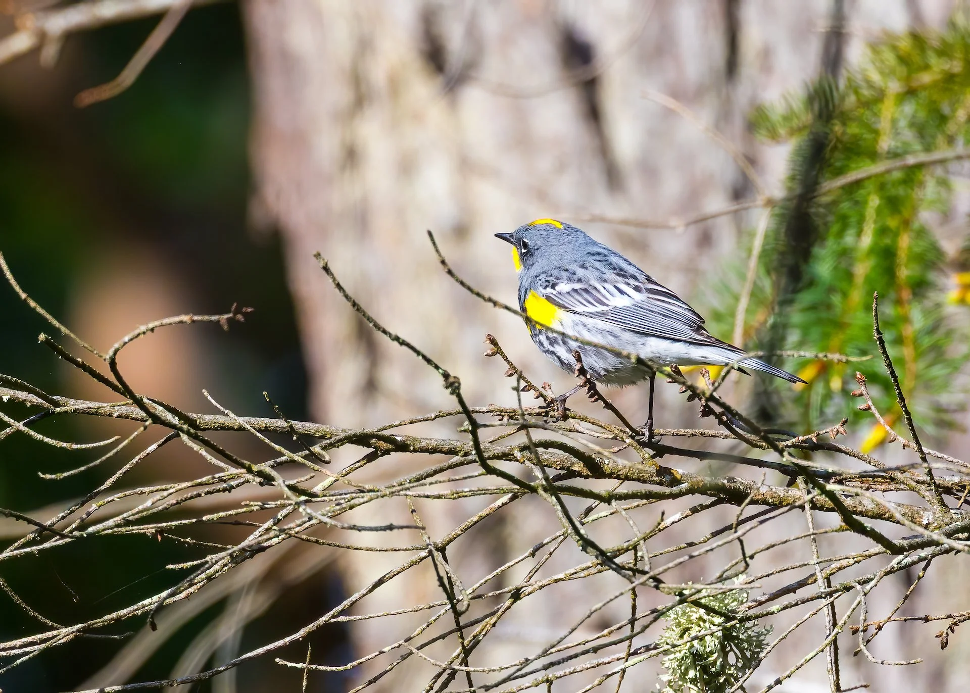  It’s spring, which means warblers! This little yellow-rumped warbler seemed to be a local - Michael had named him. 