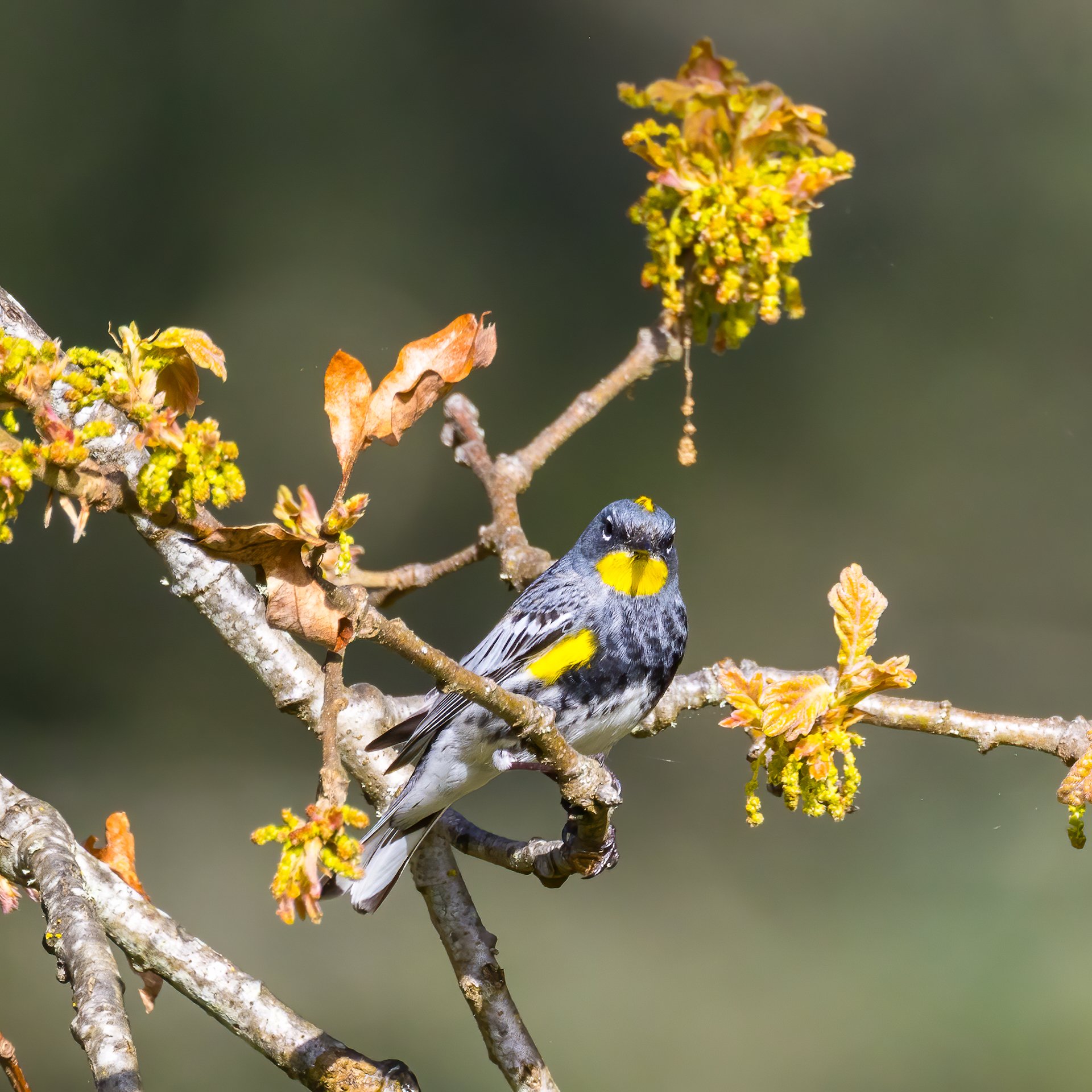  He flitted about, completely unperturbed by the group of 15 or so of us that showed for the walk. 