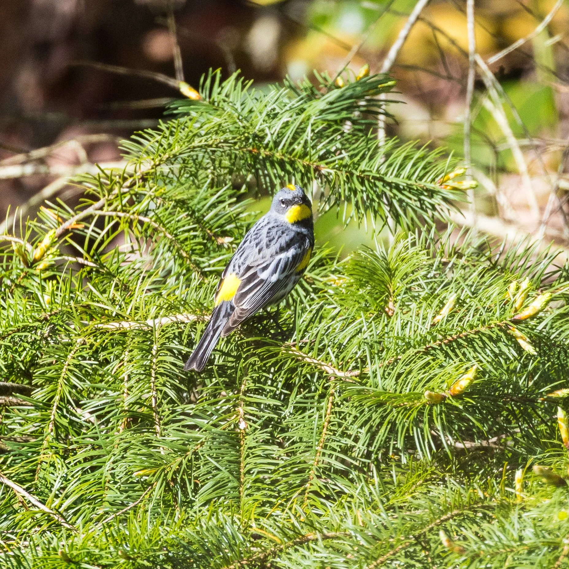 2026-04 Galiano Bird Walk - 15.jpeg