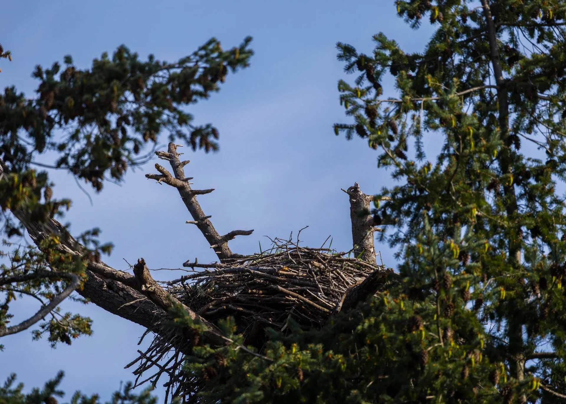  There’s a pair of bald eagles that nests in the park. They were not around while we were there. 
