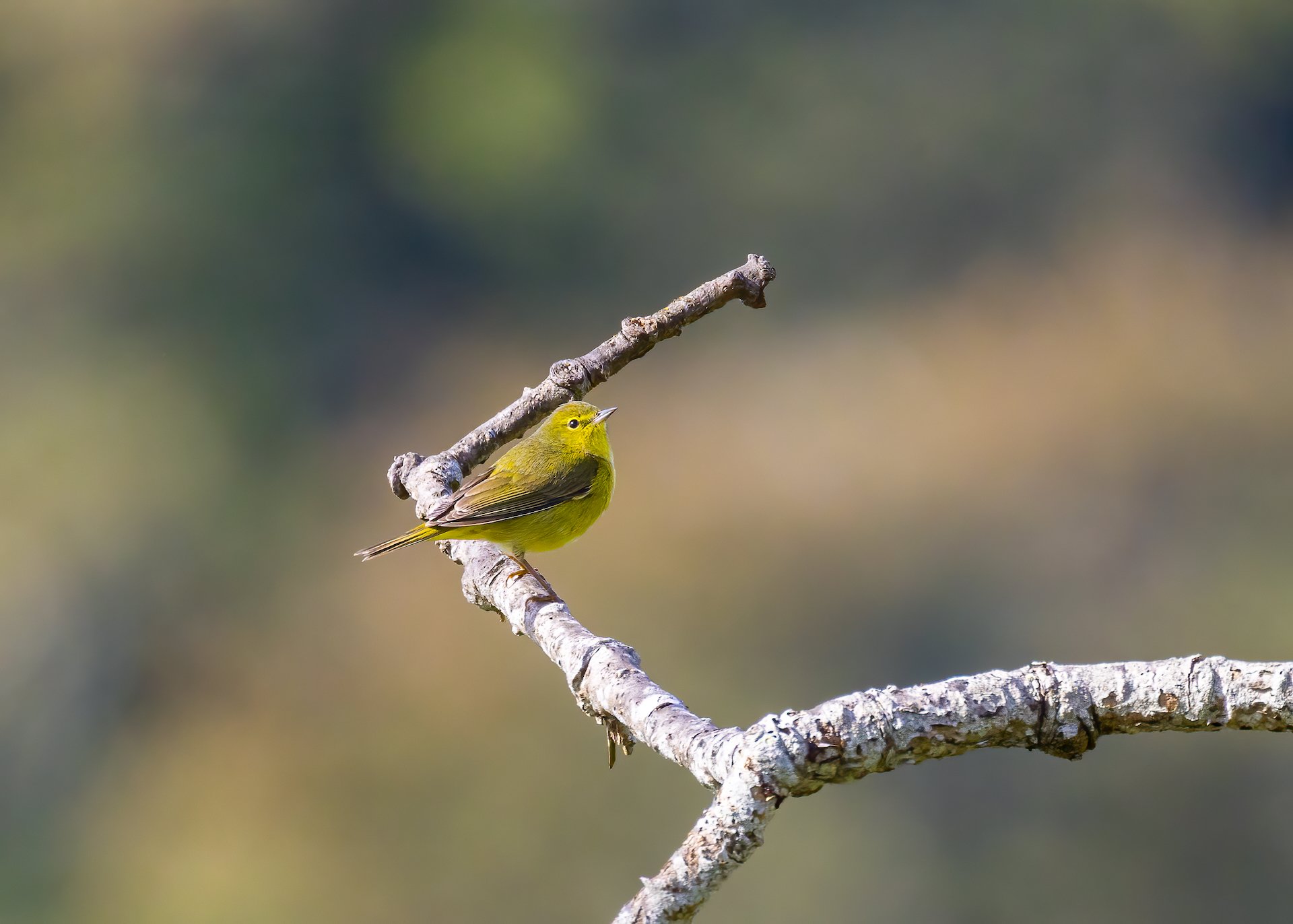  Orange crowned warbler 