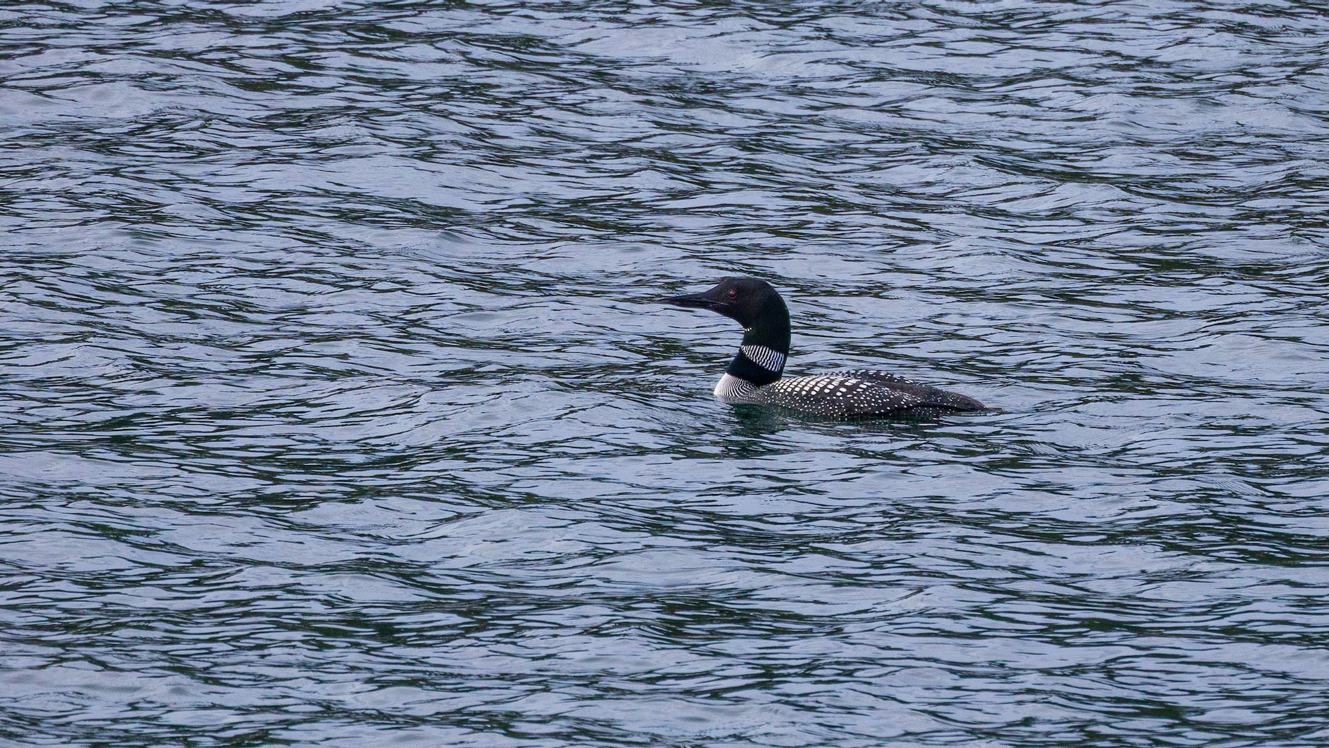  Common loon 