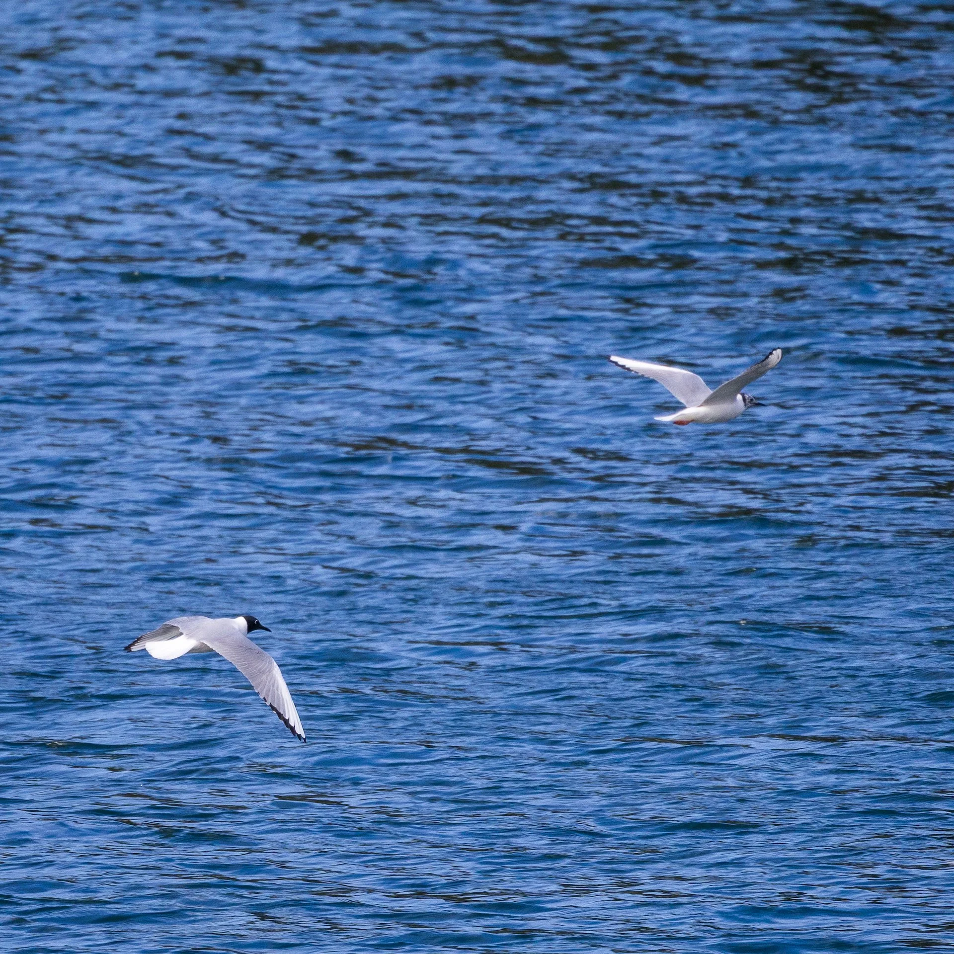  A couple of Bonapartes 