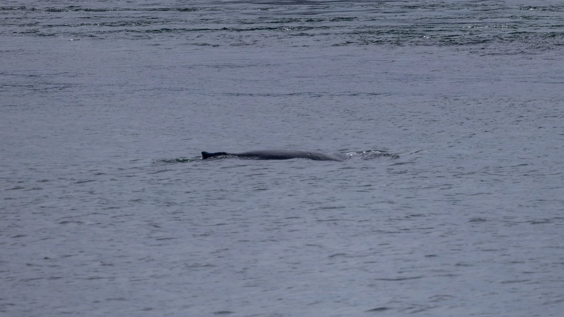 2026-04 Galiano Bird Walk - 24.jpeg