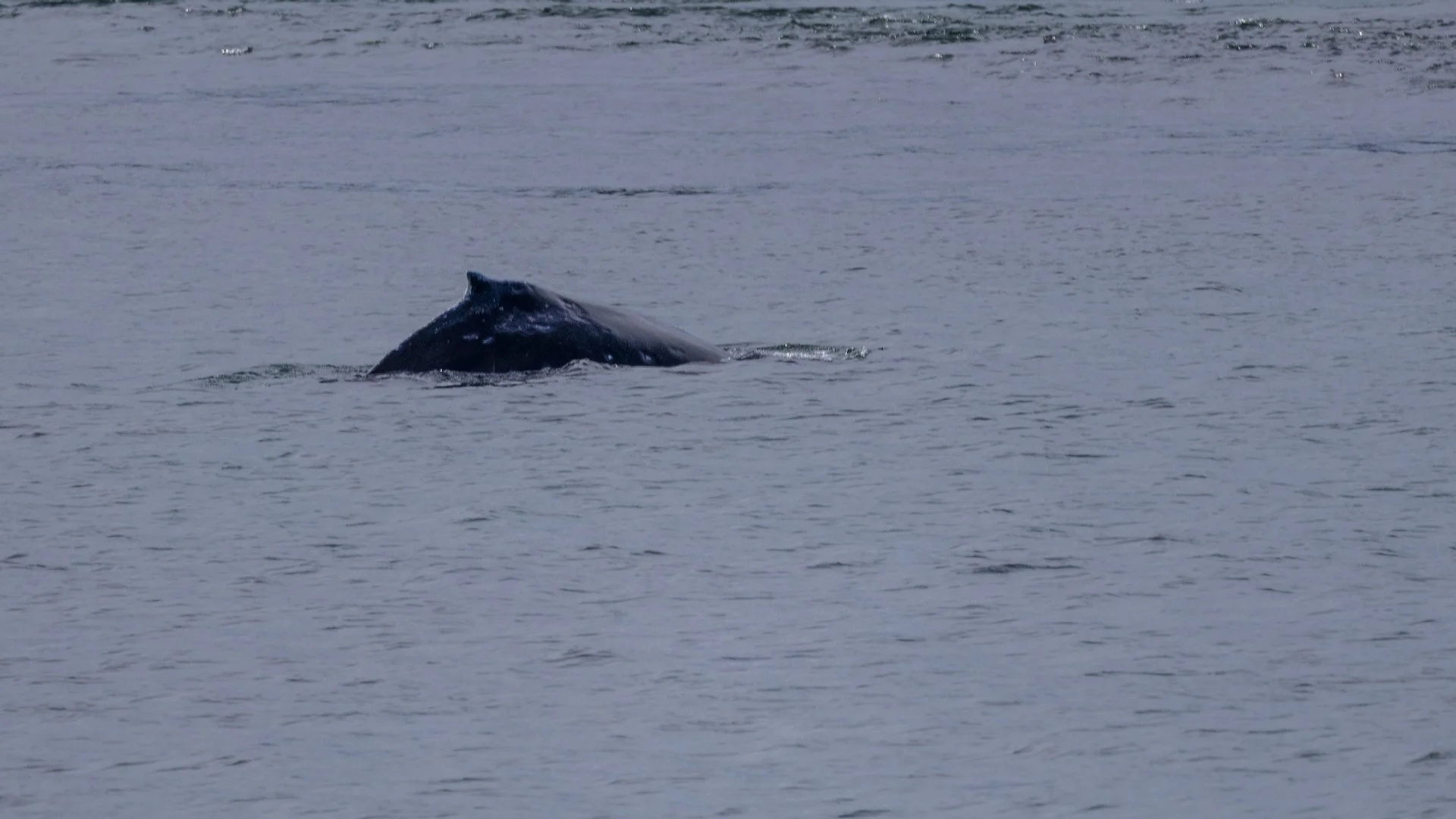 2026-04 Galiano Bird Walk - 25.jpeg