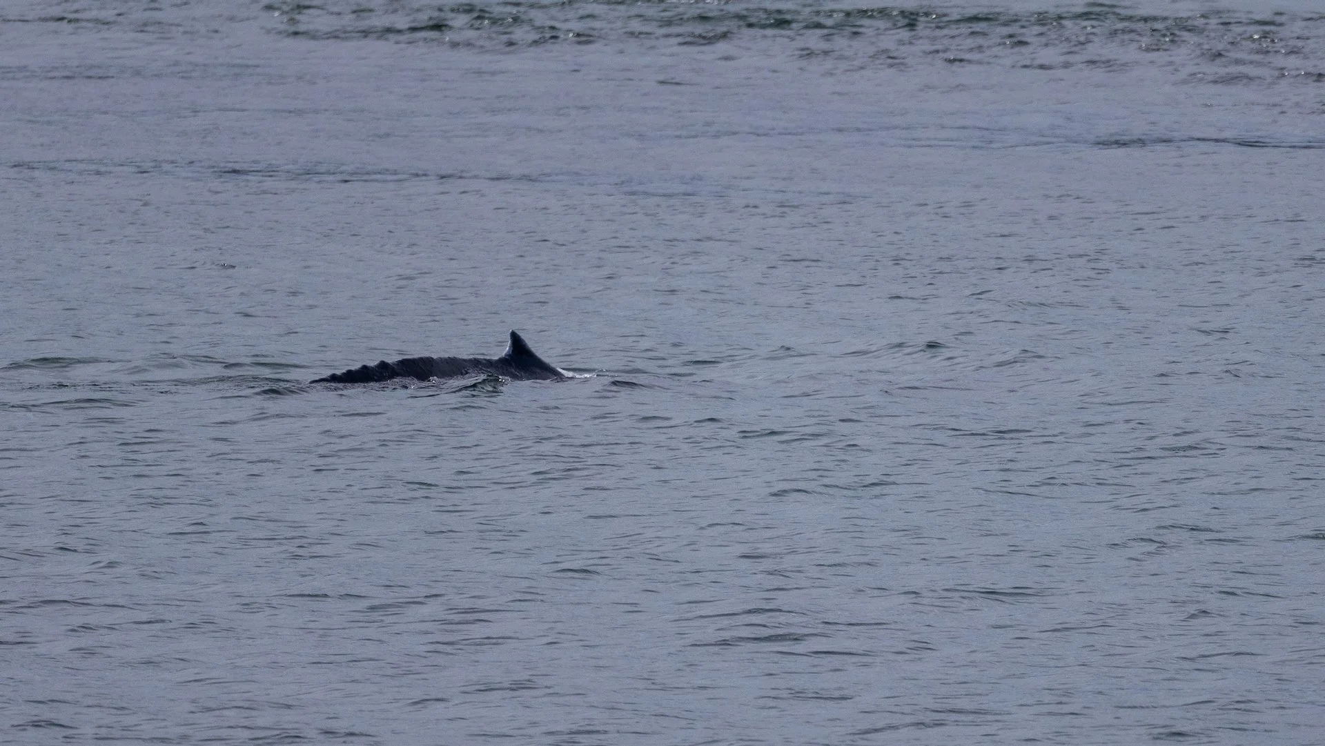 2026-04 Galiano Bird Walk - 26.jpeg