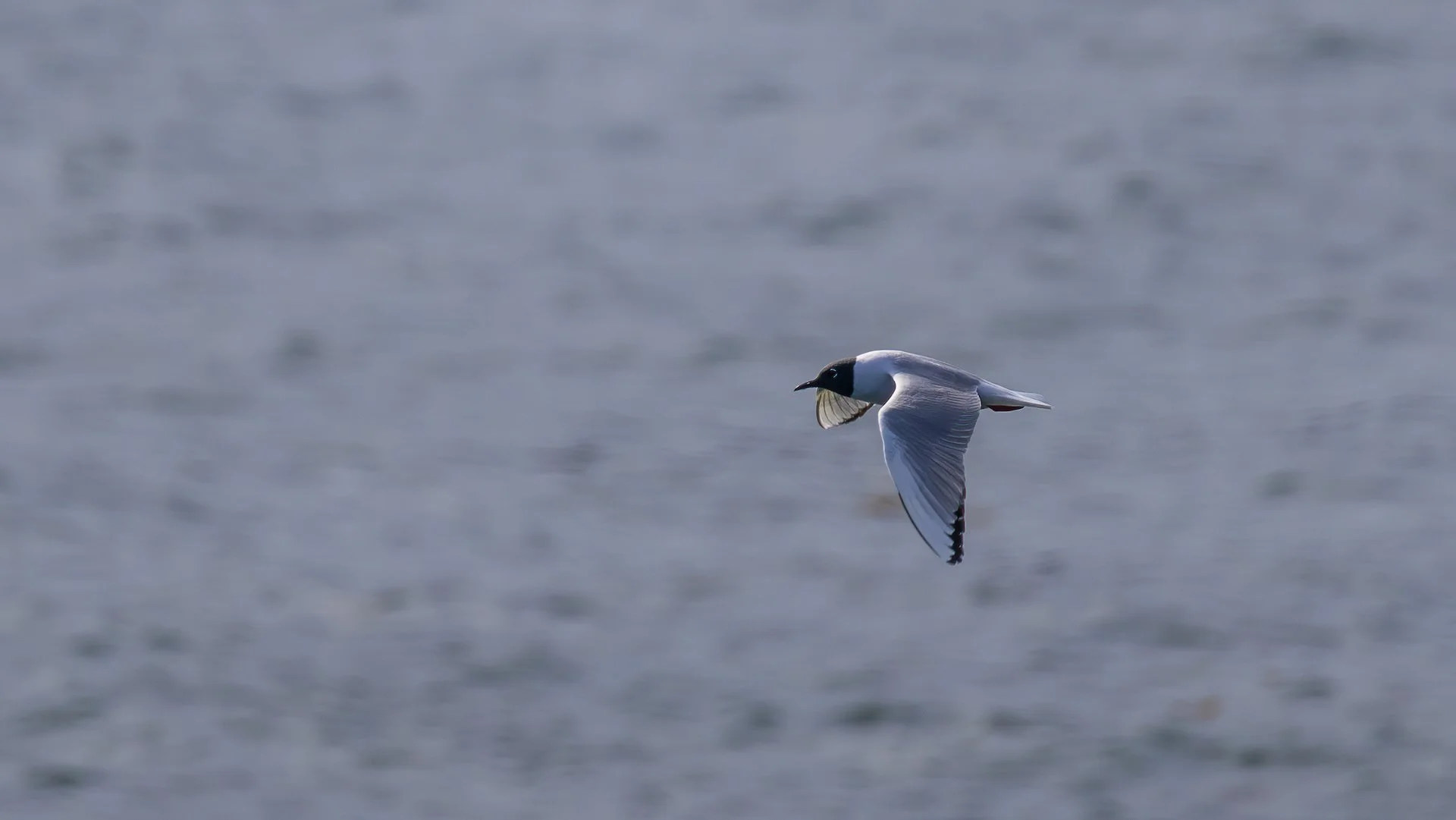 2026-04 Galiano Bird Walk - 21.jpeg
