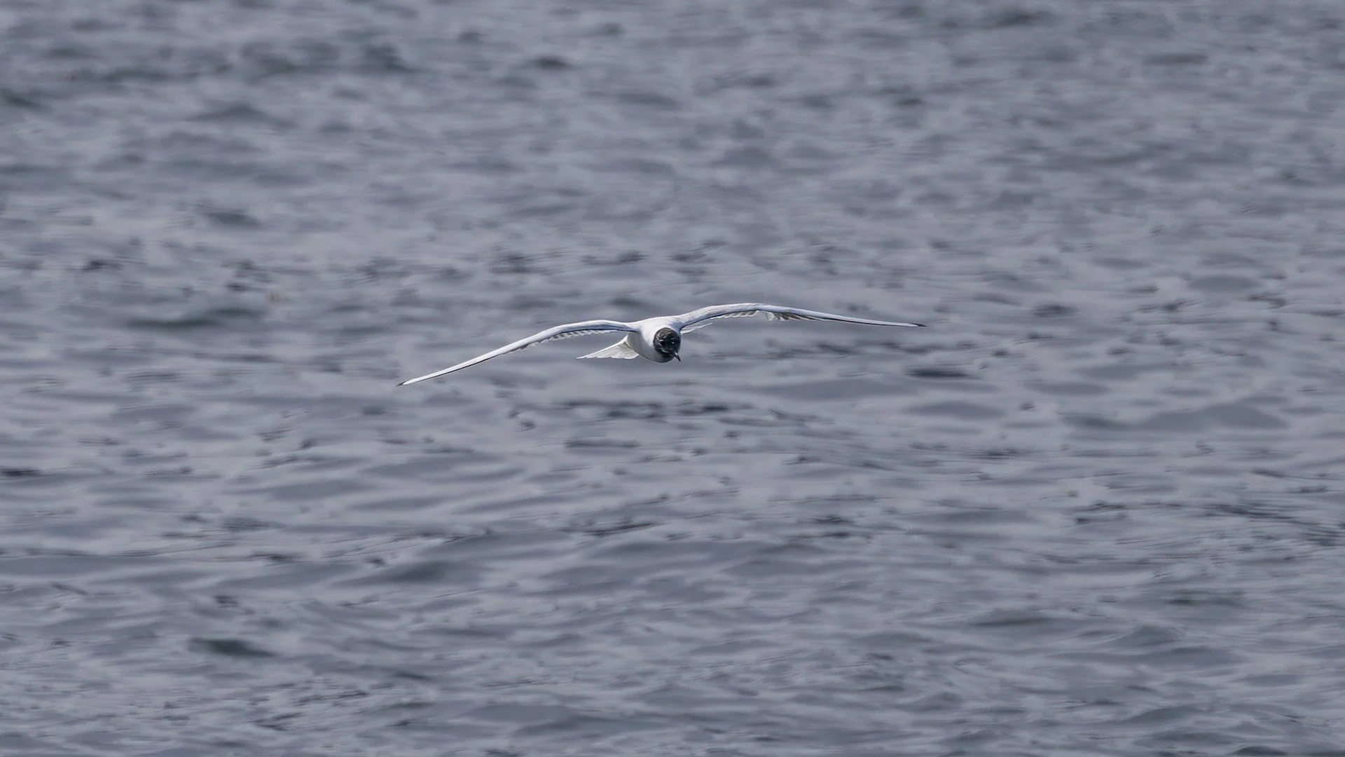 2026-04 Galiano Bird Walk - 22.jpeg