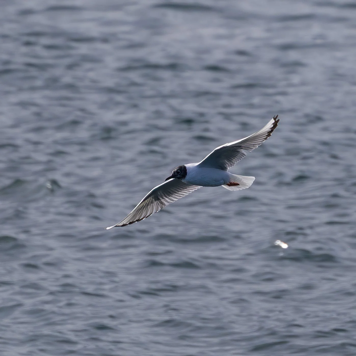 2026-04 Galiano Bird Walk - 23.jpeg