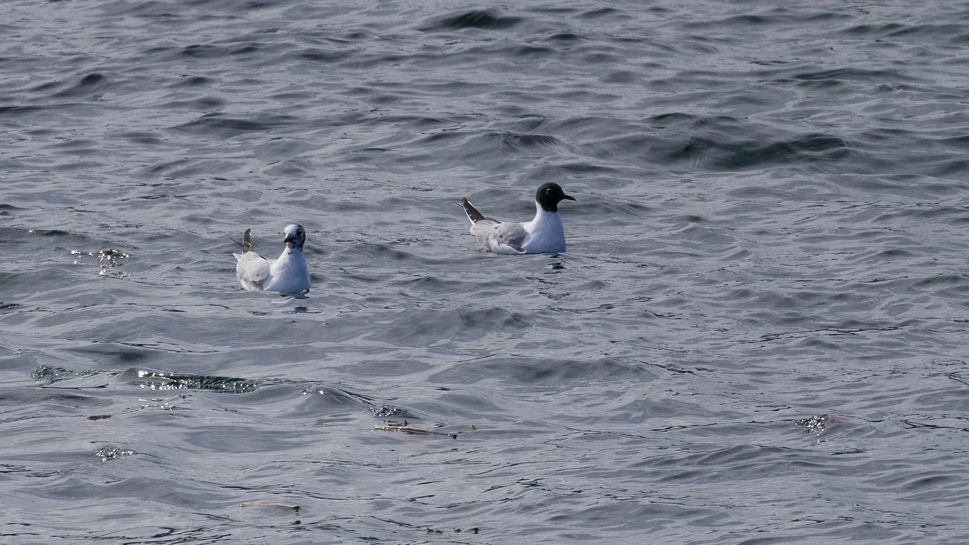2026-04 Galiano Bird Walk - 27.jpeg