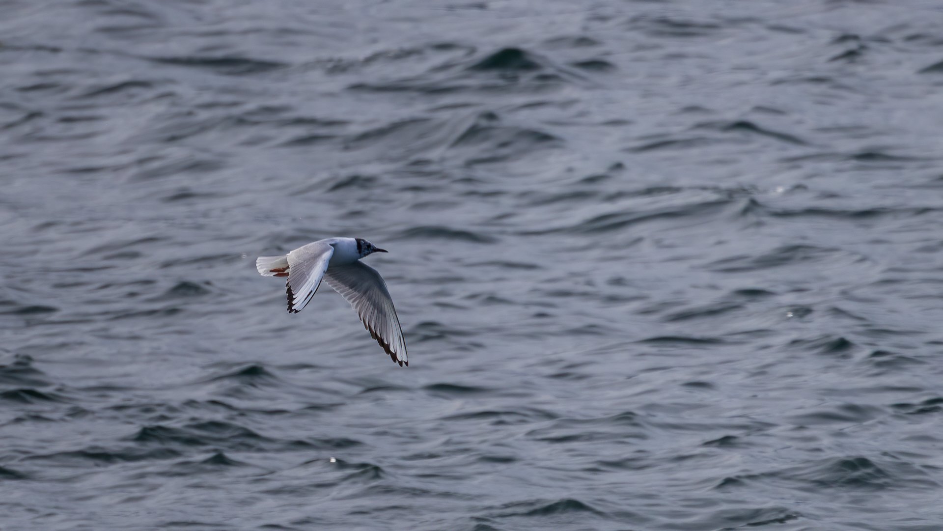 2026-04 Galiano Bird Walk - 28.jpeg