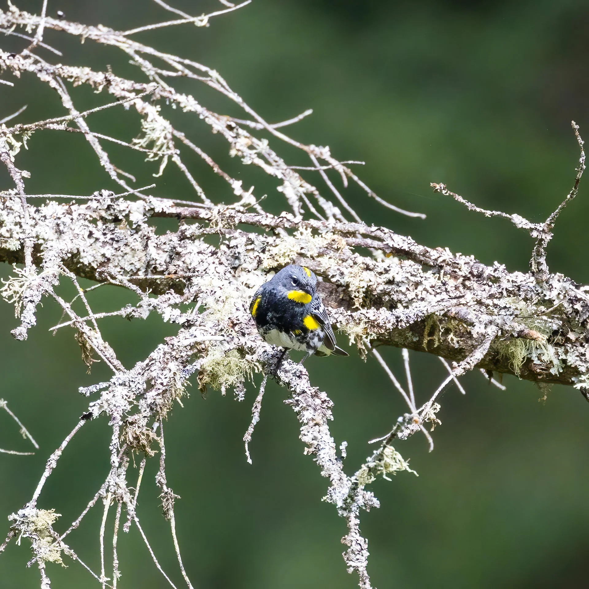  Our little wabler came back to say goodbye  