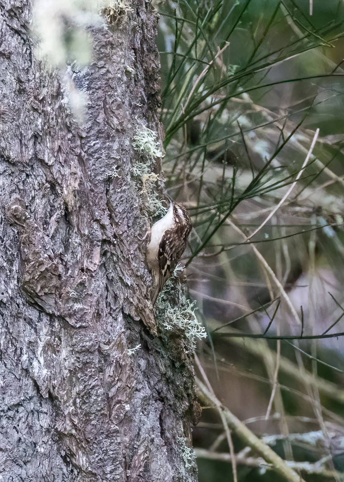  Little brown creeper 